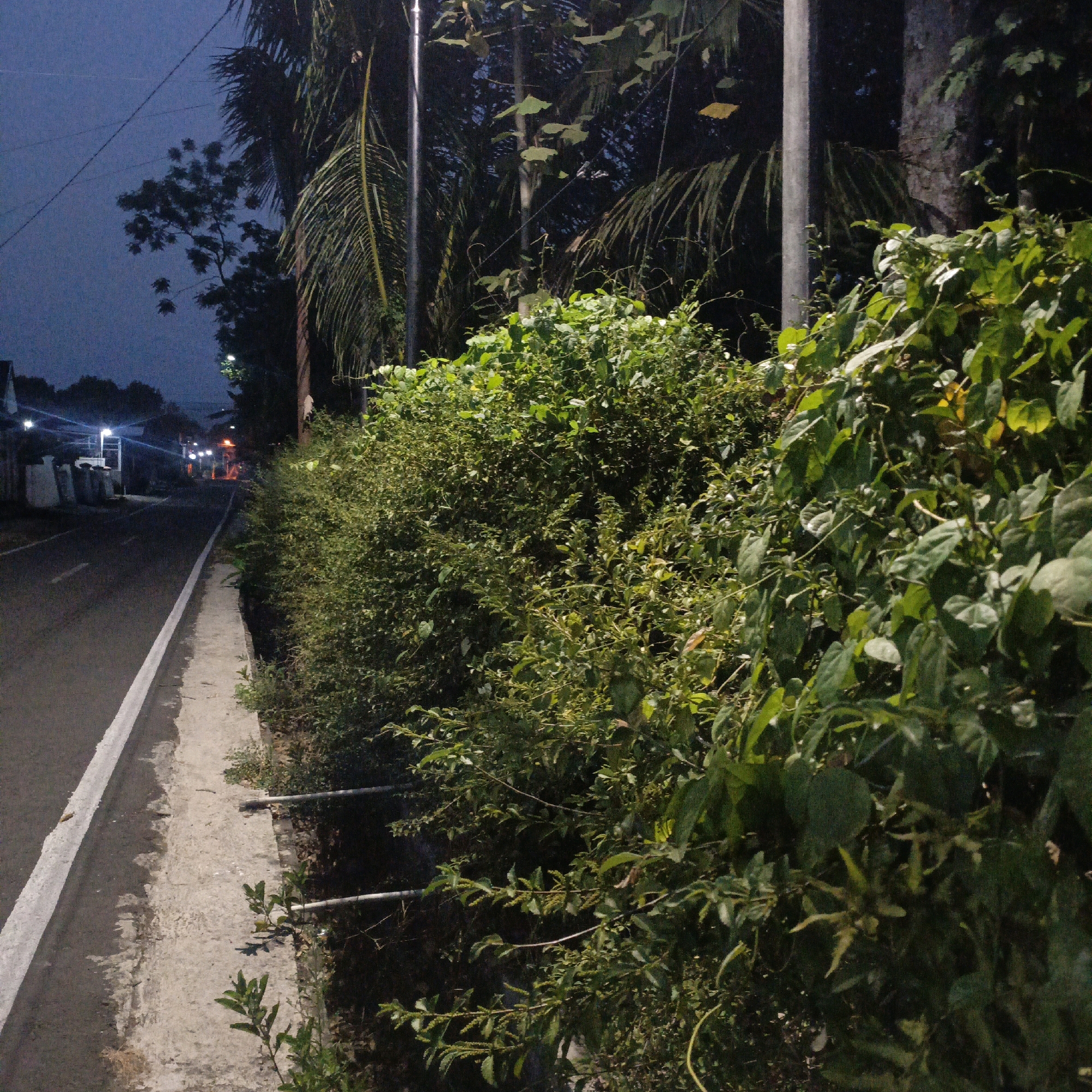 The image depicts a street scene at dusk or night in Salatiga, Indonesia. A paved road runs along the left side of the frame, bordered by a concrete sidewalk. On the right side, a dense hedge of green foliage lines the road. In the background, trees and a utility pole are visible, along with distant streetlights and buildings. The lighting suggests it is either early morning or evening, with artificial lights illuminating the road and some areas of the foliage. There are no people or vehicles present in the scene. The overall atmosphere is quiet and rural, typical of a residential area in Salatiga.
