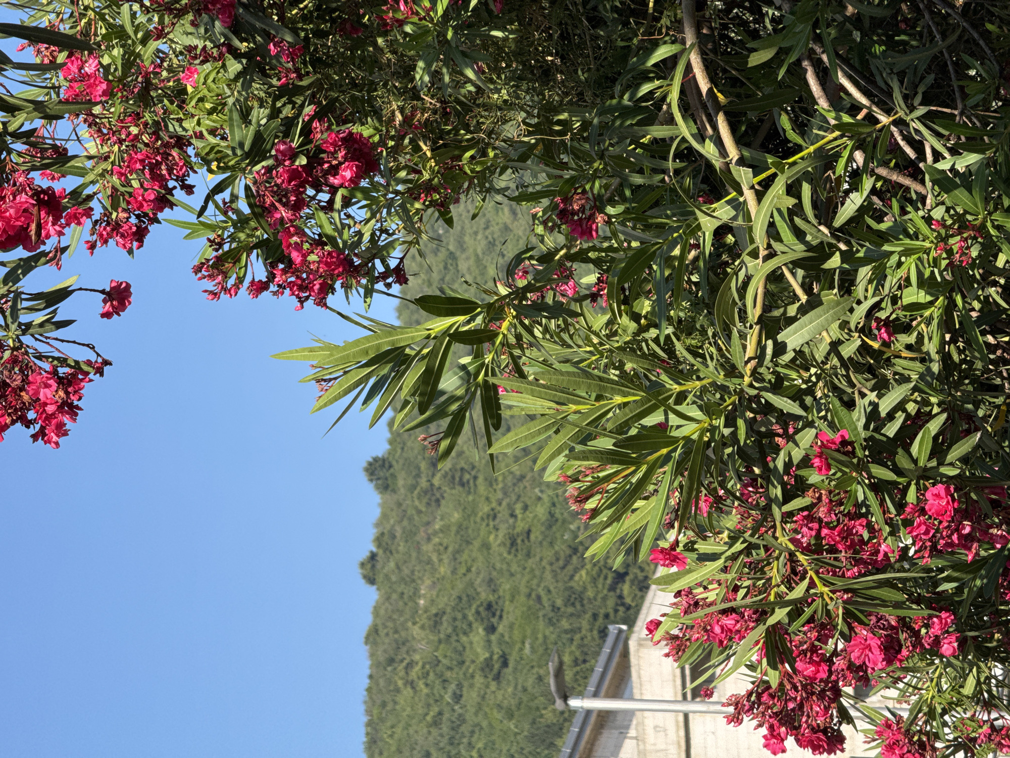 This is a daytime, eye-level, outdoor, medium shot photograph taken in Budva, Montenegro. In the foreground, the image is dominated by a dense oleander bush in full bloom, with clusters of vibrant pink flowers and long, narrow green leaves. The branches of the bush are thick and woody. Behind the oleander, a lush green hillside covered in trees rises up, bathed in sunlight. To the left, a portion of a modern building with a grey roof and a concrete wall is visible, as well as a street lamp. The sky above is a clear, bright blue. The overall impression is of a sunny, natural landscape juxtaposed with urban elements.