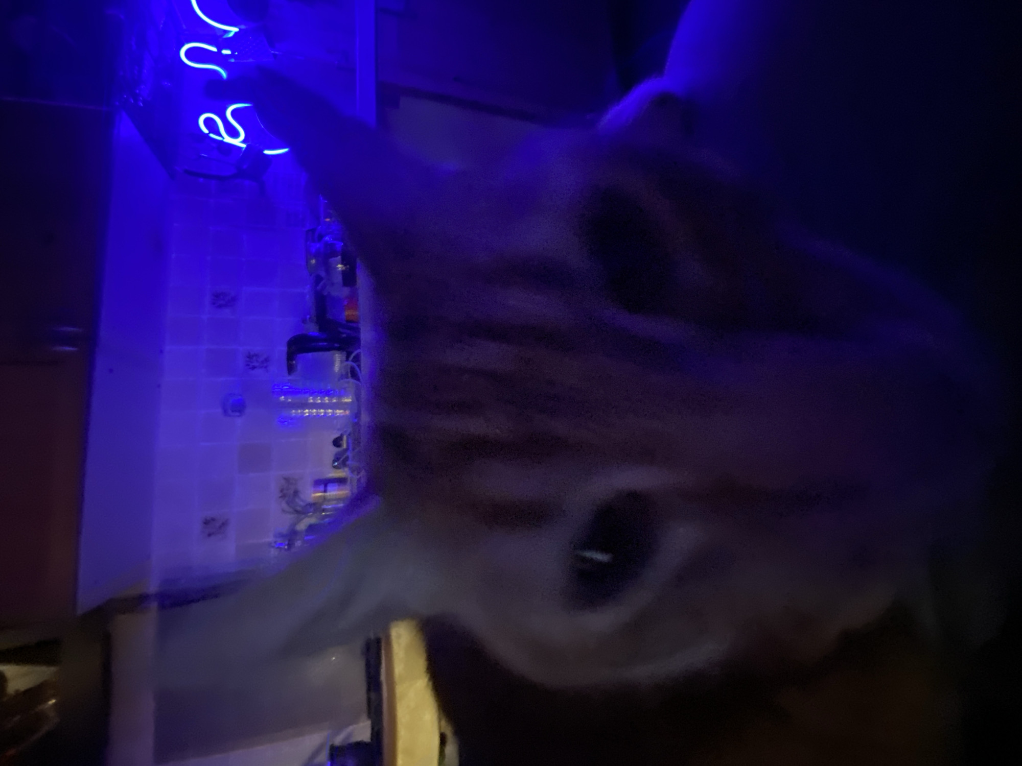 The image depicts a close-up, slightly blurred view of an orange and white cat in a dimly lit indoor environment, heavily illuminated by a strong blue light. The cat's face is positioned very near the camera, with its large, reflective left eye prominently visible, mirroring the blue light source. Its fur is soft-focused, suggesting movement or shallow depth of field.
In the background, a bright blue neon sign displaying indistinct cursive letters is visible on the left side, appearing to spell out partial words like "VES" or similar, though clarity is limited. To the right of the sign, a tiled wall or backsplash is visible, above which stand several bottles or glassware, indicative of a bar or kitchen area. The dominant blue light casts a cool, deep hue across the entire scene, originating from the neon sign.
The setting is an indoor space, likely at night or in a very dark room, located in Moscow, Russia. The activity involves the cat looking directly at the camera, suggesting an interaction with the photographer. The overall mood is intimate and somewhat mysterious due to the intense blue lighting and close proximity to the animal.