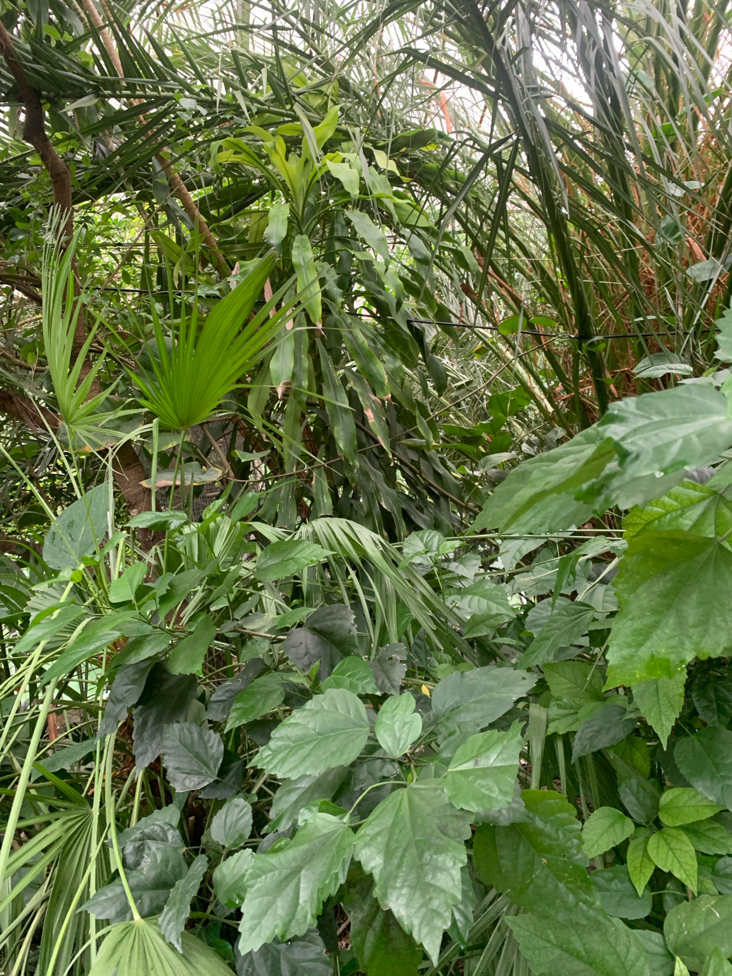 The image depicts a dense, overgrown indoor botanical garden or greenhouse environment filled with various types of lush green foliage. Palm fronds fan out from the left side, while long, thin leaves cascade from above and behind. Numerous broad, glossy green leaves occupy the foreground, some with a darker, matte finish. Taller, stalk-like plants with segmented stems are visible in the background, interspersed with more delicate, feathery leaves. The overall impression is one of a vibrant, thriving, and somewhat wild natural setting, suggesting a controlled climate. There are no people or animals visible in the frame. The lighting appears diffused, typical of an indoor or overcast environment. The location is not specified beyond a general greenhouse setting.