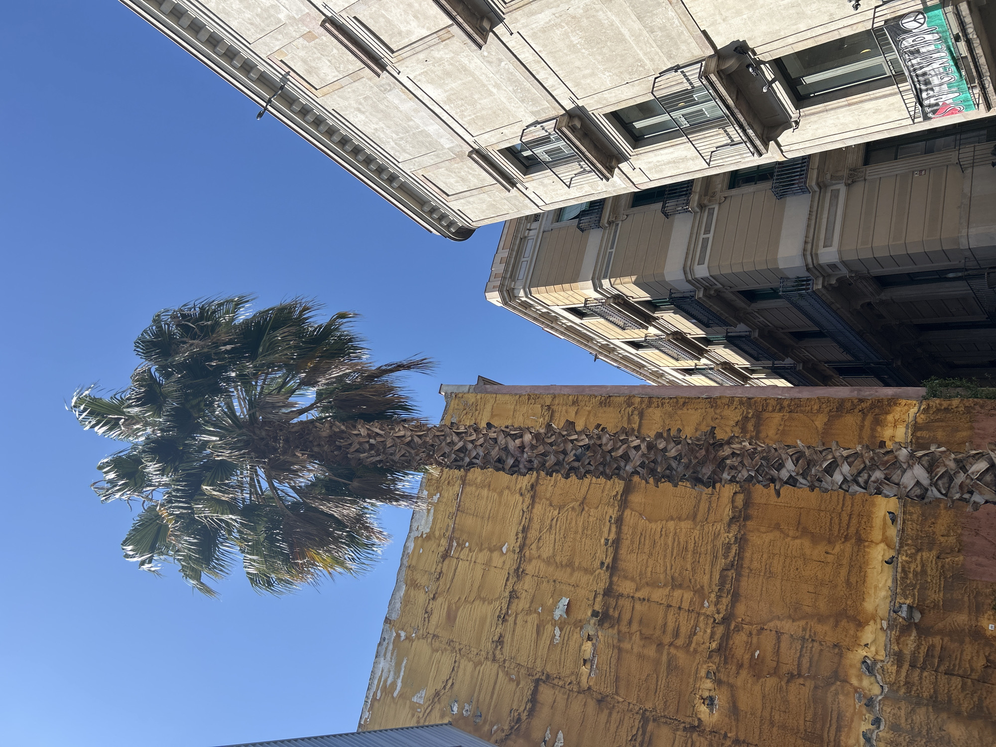 The image captures an upward-looking view within an urban environment, dominated by architectural structures and natural elements under a clear blue sky.
A prominent palm tree with a thick, textured trunk and full, wind-swept fronds occupies the left side of the frame. The sunlight illuminates the fronds, highlighting their individual strands.
To the right and above the palm tree, several multi-story buildings rise into the sky. These structures display classic European architecture with ornate cornices, ledges, balconies with metal grates, and numerous windows. The buildings are primarily light-colored, ranging from beige to pale grey, and exhibit a degree of weathering consistent with age. From one of the upper floors, a green banner is visible, featuring the word "PEACE" along with a peace symbol, and additional, partially obscured text below it, possibly "OOMAH".
Below the palm tree, a large section of a building facade or wall is visible. This wall has a distinct yellow-orange hue and a heavily textured, somewhat worn surface, possibly indicating aged stucco or exposed insulation. Several small, dark birds, likely pigeons or doves, are perched on this textured surface.
The sky is a vivid, clear blue, suggesting bright, sunny weather. The sharp contrasts and defined shadows indicate that the photograph was taken during midday or early afternoon. The scene is static, devoid of human activity, focusing on the interplay between the urban architecture, the natural palm tree, and the bright sky. The architectural style and presence of the palm tree are consistent with the provided location context of Barcelona, Spain.