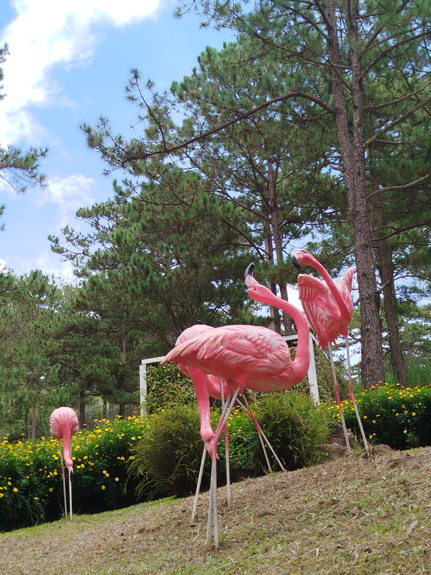 In Lam Vien - Da Lat, Vietnam, a sunlit outdoor scene features a trio of bright pink flamingo lawn ornaments standing on a grassy slope. The largest flamingo, positioned centrally, is depicted in mid-stride, with its neck curved gracefully. To its right, another flamingo stands with its wings partially extended. A third, smaller flamingo is visible to the far left, its head bowed. Surrounding the ornaments is lush greenery, including a dense hedge and a bed of vibrant yellow flowers. Tall pine trees with green needles dominate the background, their trunks textured and brown, set against a backdrop of a partly cloudy blue sky. The ground is covered in dry grass and scattered pebbles.