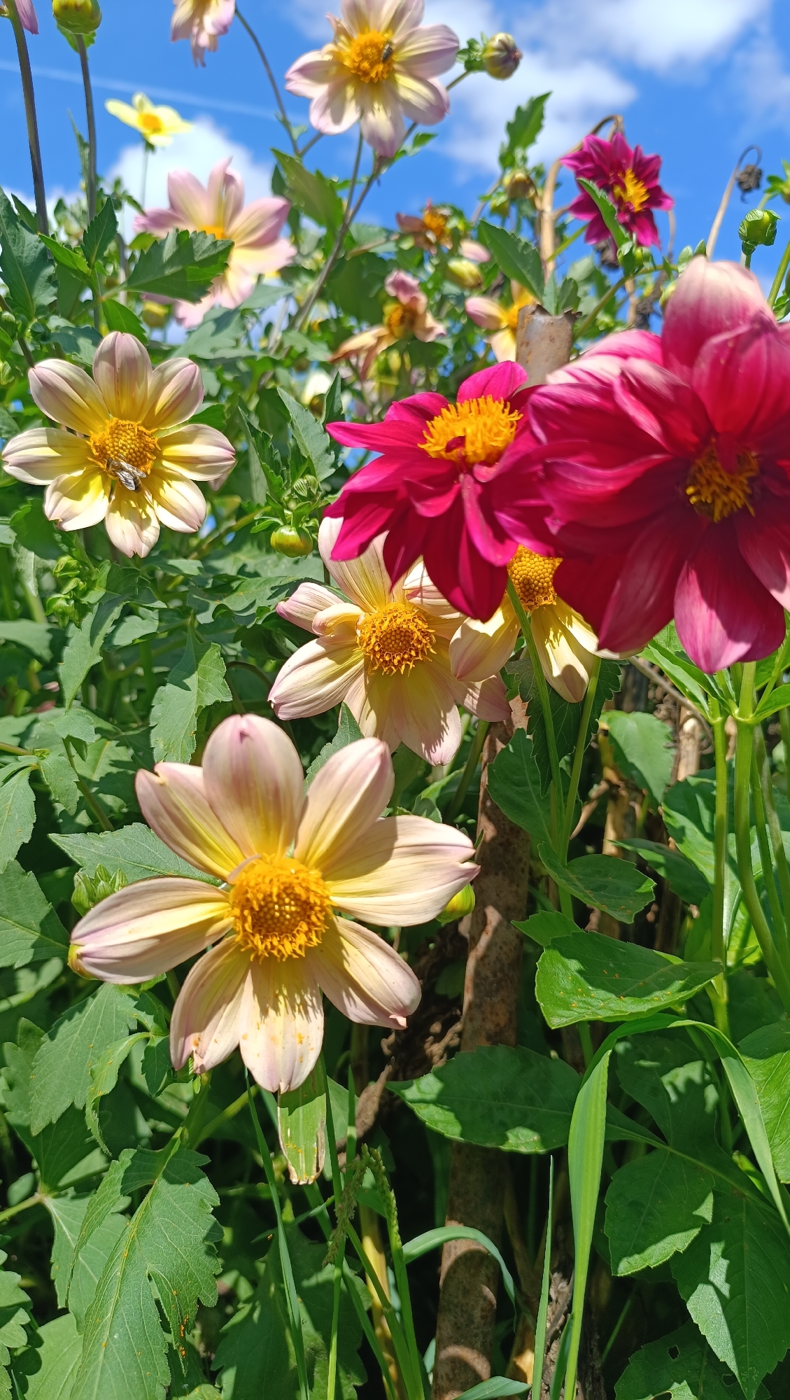 This is a close-up, low-angle, vertical, outdoor, daytime photograph of a cluster of dahlias in a garden. The dahlias are in various shades of pink, yellow, and deep magenta. Several flowers are in focus, displaying their vibrant petals and yellow centers. One light pink and yellow dahlia in the lower left corner has a small insect on its petals, possibly a bee. Another light pink and yellow dahlia is positioned in the upper left quadrant with a similar insect. In the background, the sky is blue with scattered white clouds. Lush green foliage surrounds the flowers. The scene is located in the city of Karsha, Russia.