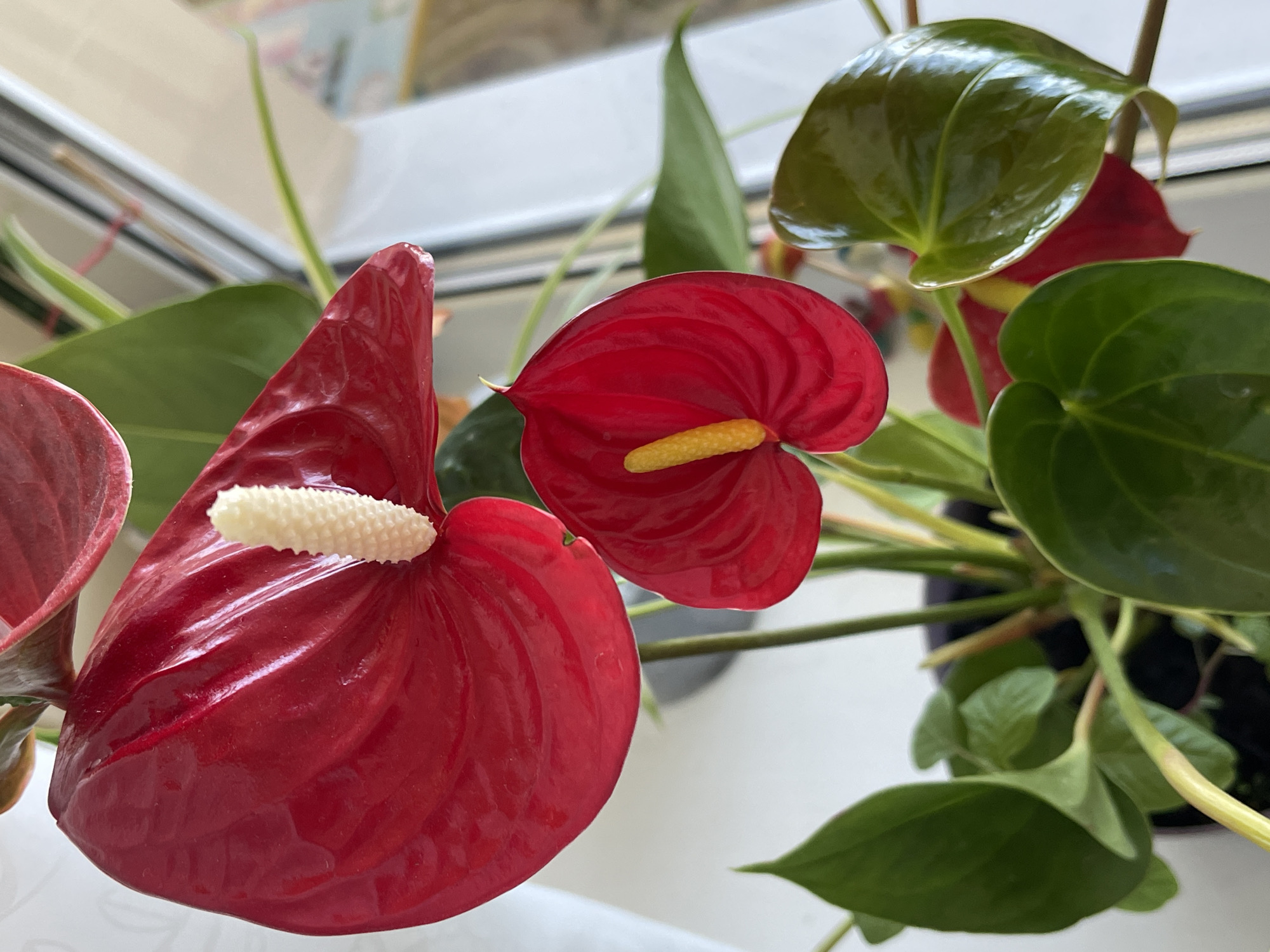The image shows a close-up view of red Anthurium flowers and green leaves of a potted plant. Two red spathes with prominent white and yellow spadices are in focus, with more leaves and flowers visible in the background. The plant is placed near a window with diffused natural light. The background is blurred, showing a window frame and indistinct shapes, suggesting an indoor setting. There is no indication of the city of Minsk, Belarus, or any people in the image.