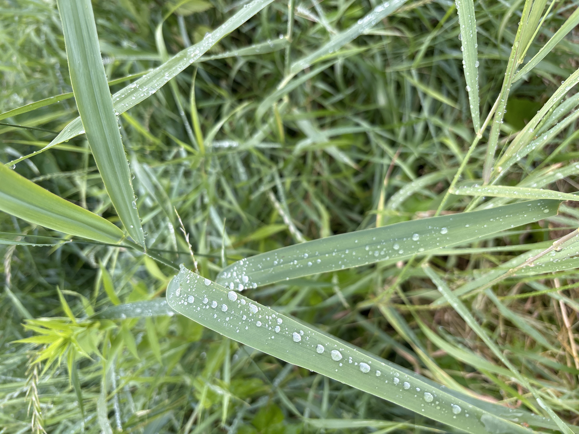 The image shows a close-up view of blades of grass covered in water droplets. The grass is a vibrant green, and the water droplets create small, sparkling highlights on the blades. The background is a soft blur of more green grass, suggesting a natural outdoor setting. The focus is on the texture and detail of the grass and the dew. There are no people or man-made objects visible. The lighting appears to be natural, possibly from an overcast sky or early morning light, as there are no harsh shadows. The droplets suggest recent rain or morning dew. The overall impression is one of natural beauty and freshness. The location is identified as Bogorodsk, Russia.