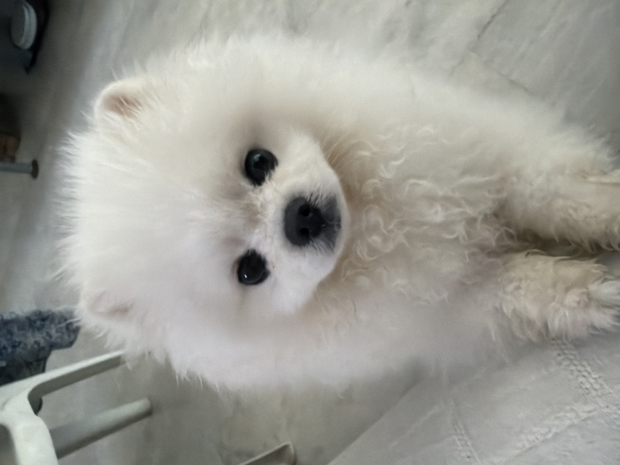 A fluffy white Pomeranian dog sits on a light-colored floor, looking directly at the camera. The dog has bright black eyes and a black nose. Its fur is thick and appears slightly curly. In the background, a white chair leg is visible to the left, and a dark object with a white lid sits in the upper right corner. The floor appears to be a linoleum or tiled surface with a subtle pattern. The lighting suggests an indoor setting. The image composition focuses on the dog's face and upper body. There is no information in the image to determine its location in Marmaris, Turkey.