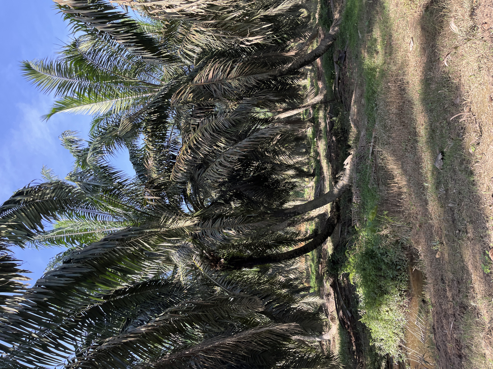 A palm oil plantation is depicted under a clear blue sky in Jamurlabu, Indonesia. The foreground features dry, sun-dappled ground with patches of dry grass and scattered debris. A small, shallow stream runs through the scene, lined with lush green vegetation on its left bank. The midground and background are dominated by rows of oil palm trees, their fronds casting dappled shadows. The trees exhibit various stages of growth, with some leaning at angles and their trunks appearing weathered. The overall impression is of a cultivated agricultural landscape typical of the region.