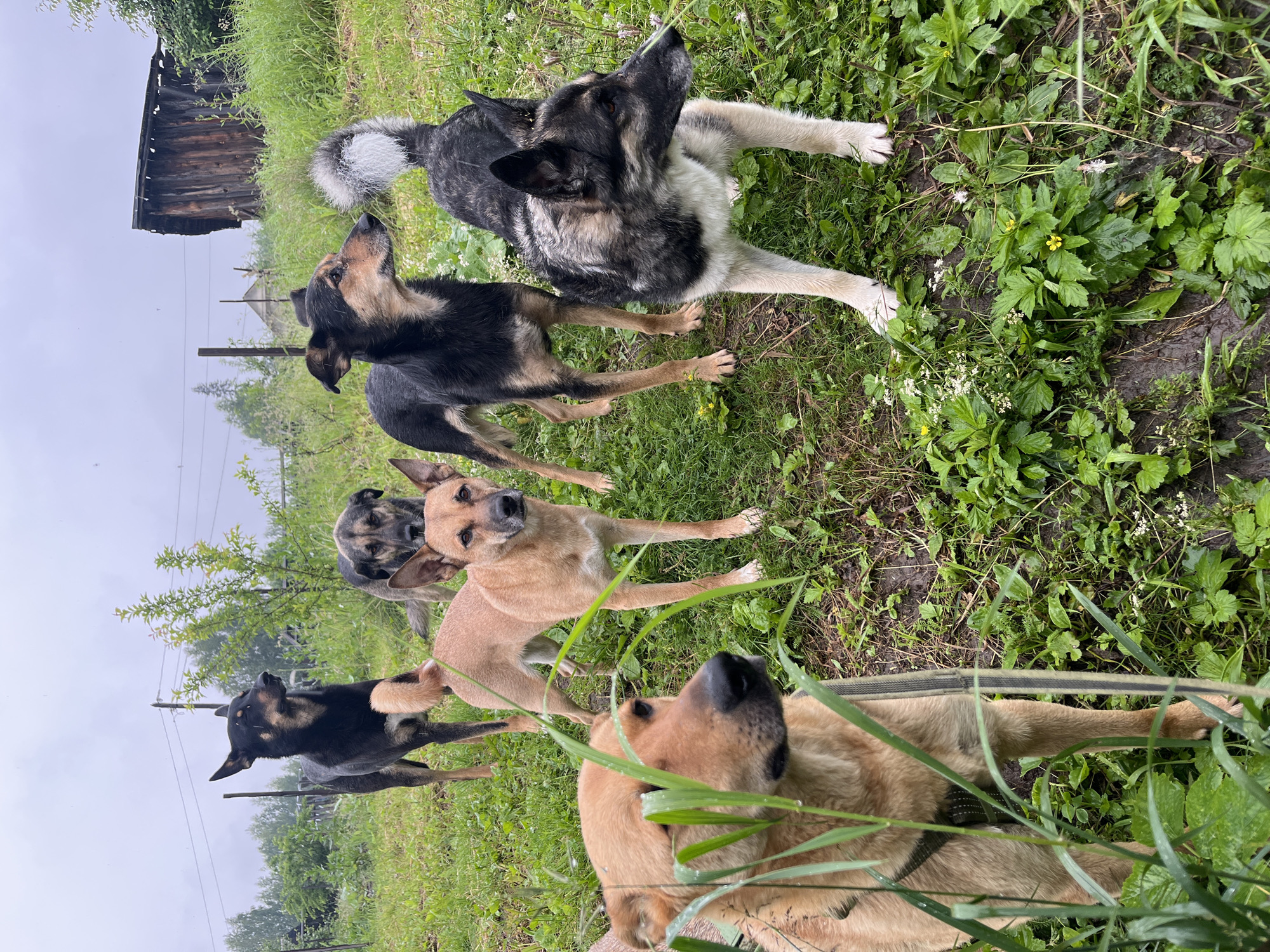Six dogs are gathered on a grassy, slightly muddy outdoor area. The dogs vary in size and color, with breeds appearing to be mixed. Two dogs in the foreground are a light tan color, with one partially obscured by tall green grass. Behind them are four other dogs: one is black with tan markings, another is a medium brown, a third is a black and tan mix, and the last has a grey, black, and white coat with a fluffy tail. The background shows a wooden structure, possibly a shed, and trees, suggesting a rural or semi-rural setting. Overhead, the sky is overcast. The overall scene appears to be located in a backyard or open field in the city of Nizhny Tagil, Russia.