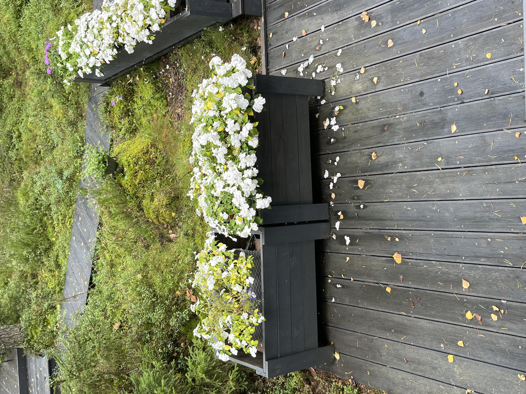 This image depicts an outdoor scene in Arfa, Russia, featuring two dark gray wooden planters overflowing with white flowers. The planters are situated on a dark gray wooden deck, which is partially covered with fallen yellow and brown leaves, indicating an autumn setting. In the background, there is lush green vegetation, including moss, small trees, and taller plants, with a dark wooden walkway winding through the foliage. The overall environment suggests a natural, possibly slightly wild, garden or park area. There are no people or animals visible in the image.