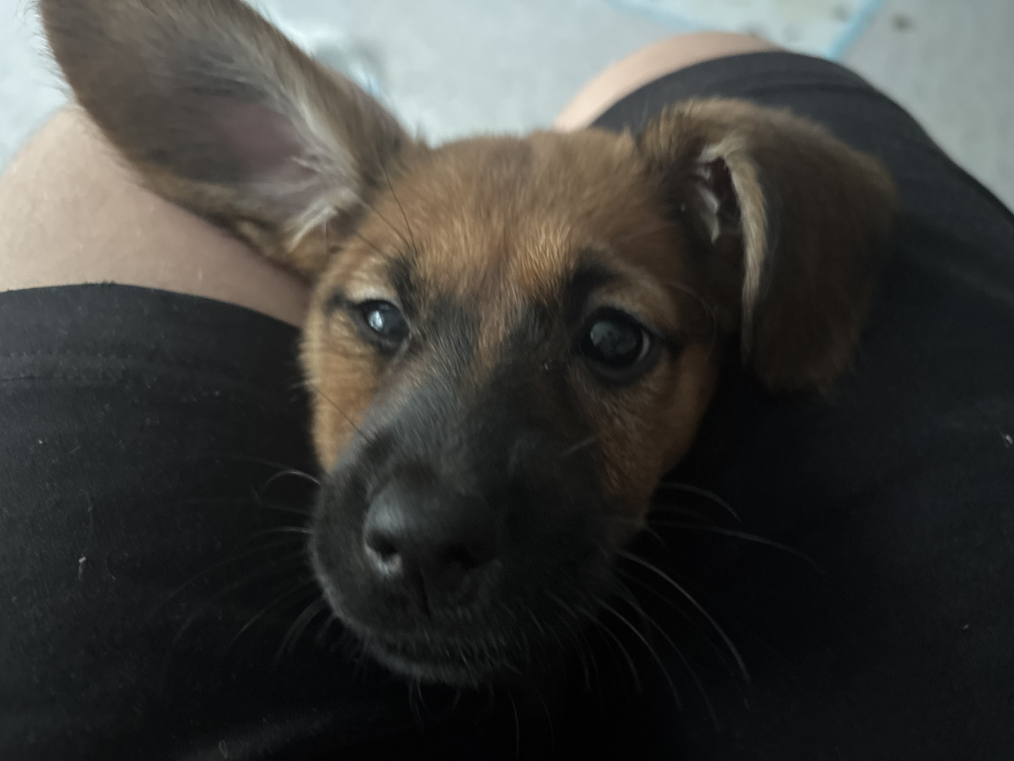 A close-up, low-angle, full-frame shot shows a young brown and black dog with large, floppy ears resting on its owner's lap. The dog's nose is wet and dark, and its eyes are wide and dark. The dog's fur is short and appears to be smooth. The background is blurred and consists of the owner's black clothing and a hint of a light-colored surface, possibly a wall or furniture. The overall lighting is soft and natural.