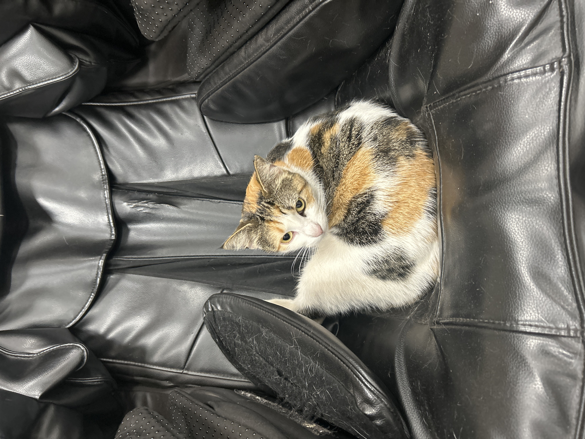 A medium-shot presents a calico cat curled in a black leather massage chair. The chair has perforated sections and shows signs of wear, including a tear in the leather. The cat is looking towards the camera with yellow eyes. The scene appears to be indoors, likely a home or office setting. The image was not taken in Kadıköy, Turkey.