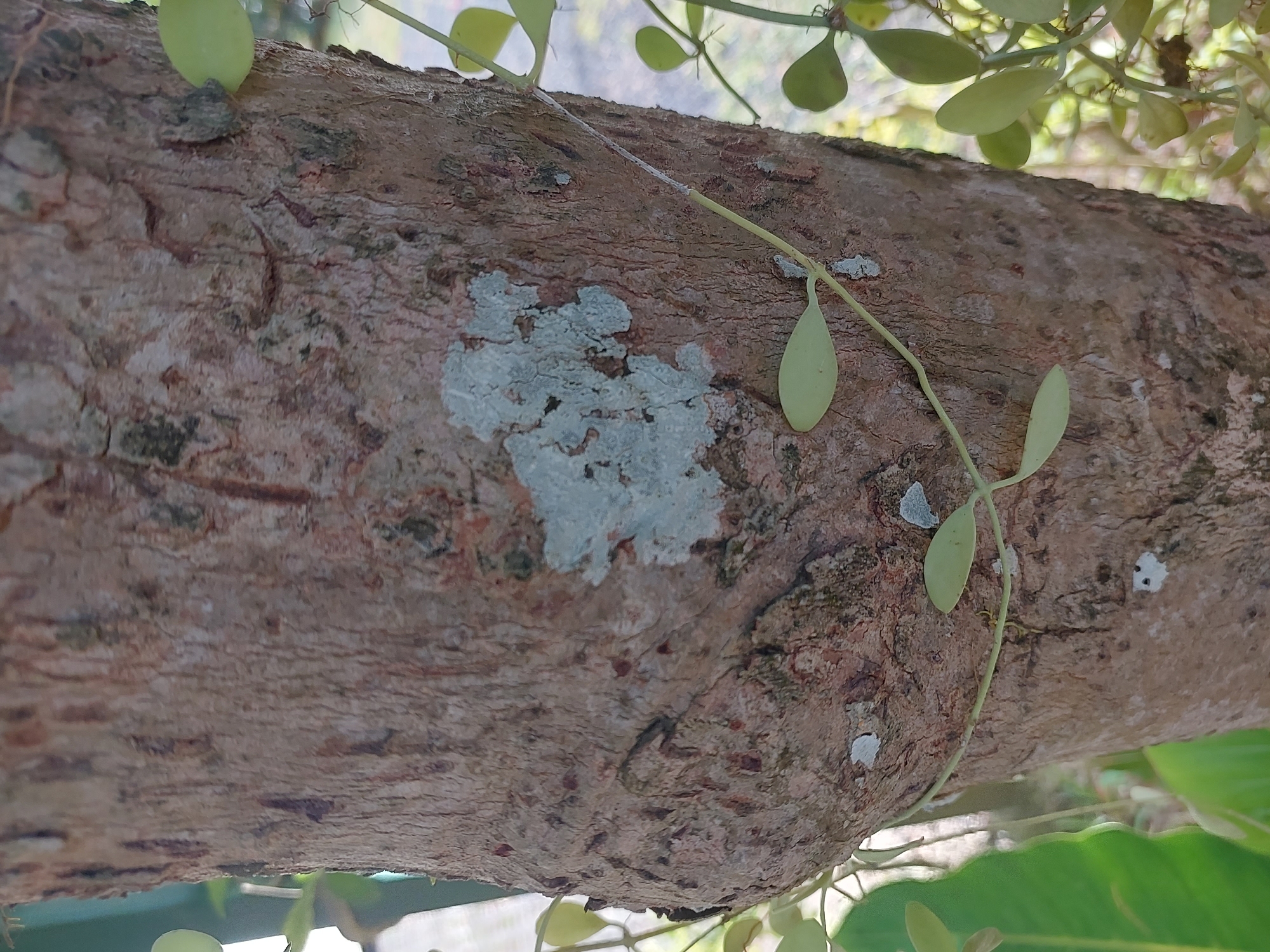 A medium shot photograph captures the textured bark of a tree trunk in Baan Mae Nam, Thailand. The bark displays a rough, brown surface with varying shades and ridges. Patches of light gray lichen are visible on the bark, adding visual interest. A thin vine with small, oval, light green leaves is wrapped around the trunk. The vine originates from the left side of the frame and extends diagonally upwards to the right, with several leaves clearly visible. In the background, out-of-focus greenery suggests a natural, possibly garden or forest, environment. The lighting appears to be natural daylight, illuminating the scene and highlighting the textures of the bark and leaves.