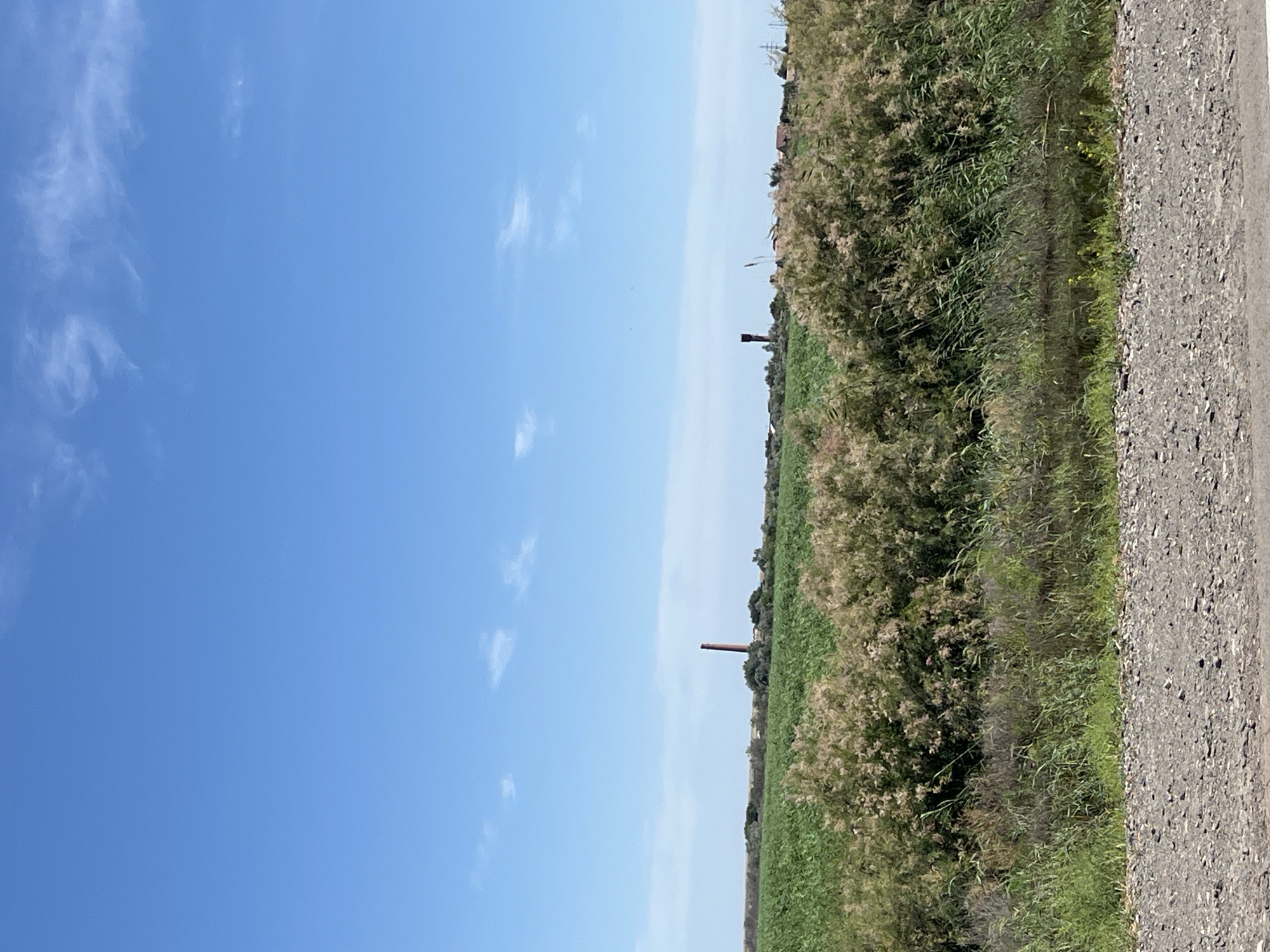 The image depicts a wide, flat landscape under a bright blue sky with scattered white clouds. In the foreground, there is a gravelly road with a narrow strip of green grass and reeds bordering a calm body of water. Behind this, dense, light-brown brush and tall green grasses create a visual barrier. Beyond the brush, a vibrant green field stretches towards a line of trees and some distant structures. Two tall, reddish-brown chimneys are visible on the horizon, one to the left and another to the right, amidst the greenery and scattered buildings. The scene appears to be rural, possibly agricultural land. There are no people or animals visible in the image. The overall impression is one of an open, sunny day in a natural or semi-rural environment.