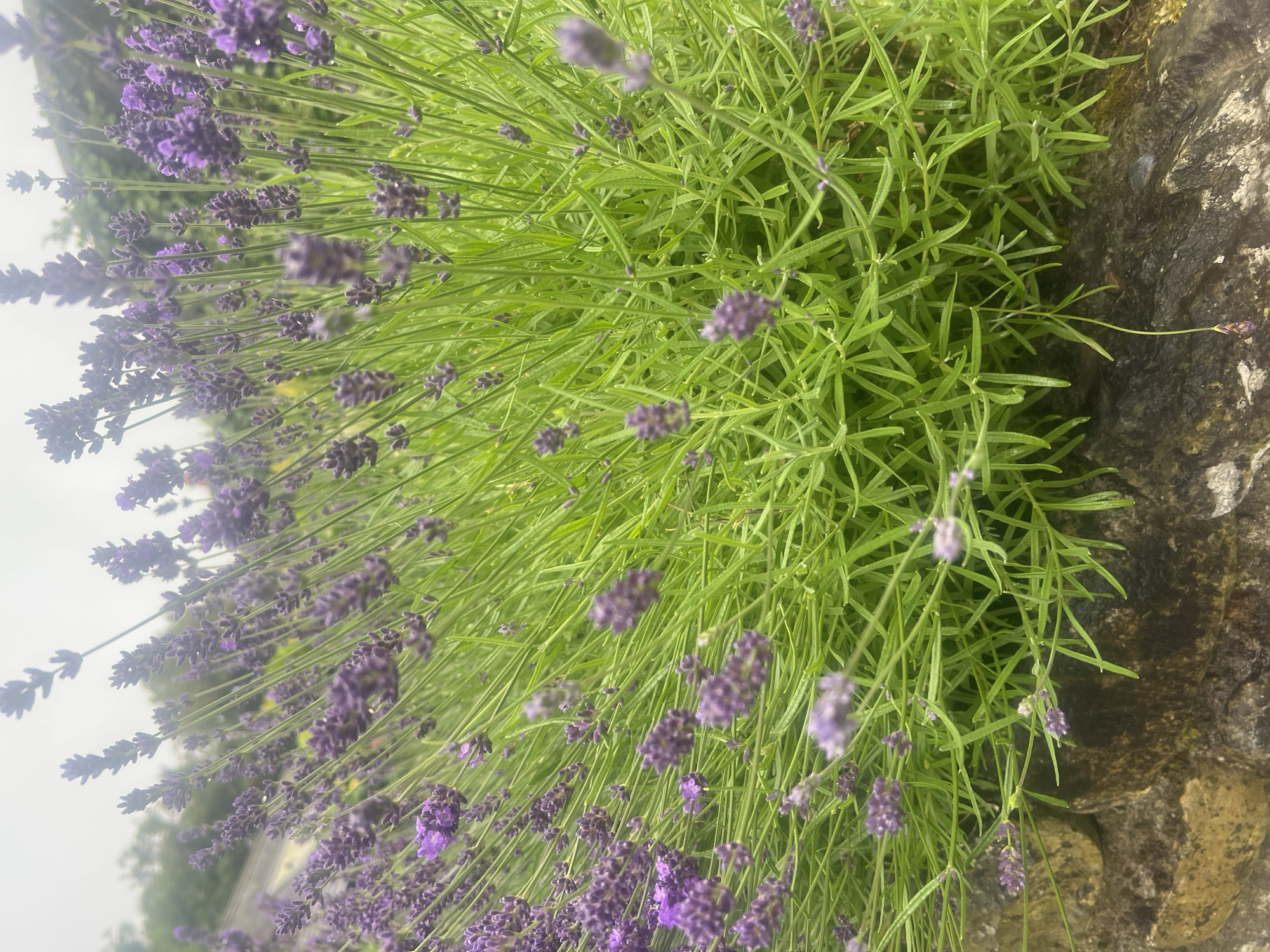 A close-up, eye-level outdoor shot captures a lush, green plant with blooming purple lavender flowers. The focus is on the vibrant greenery and the delicate purple florets. The plant is positioned in front of a rustic stone wall, with hints of a blurred background that suggests a garden or natural setting with trees and a cloudy sky. The image appears to have been taken after a light rain, as evidenced by the water droplets clinging to the leaves and flowers. There are no people or animals visible in the frame, and no discernible actions or interactions are taking place.