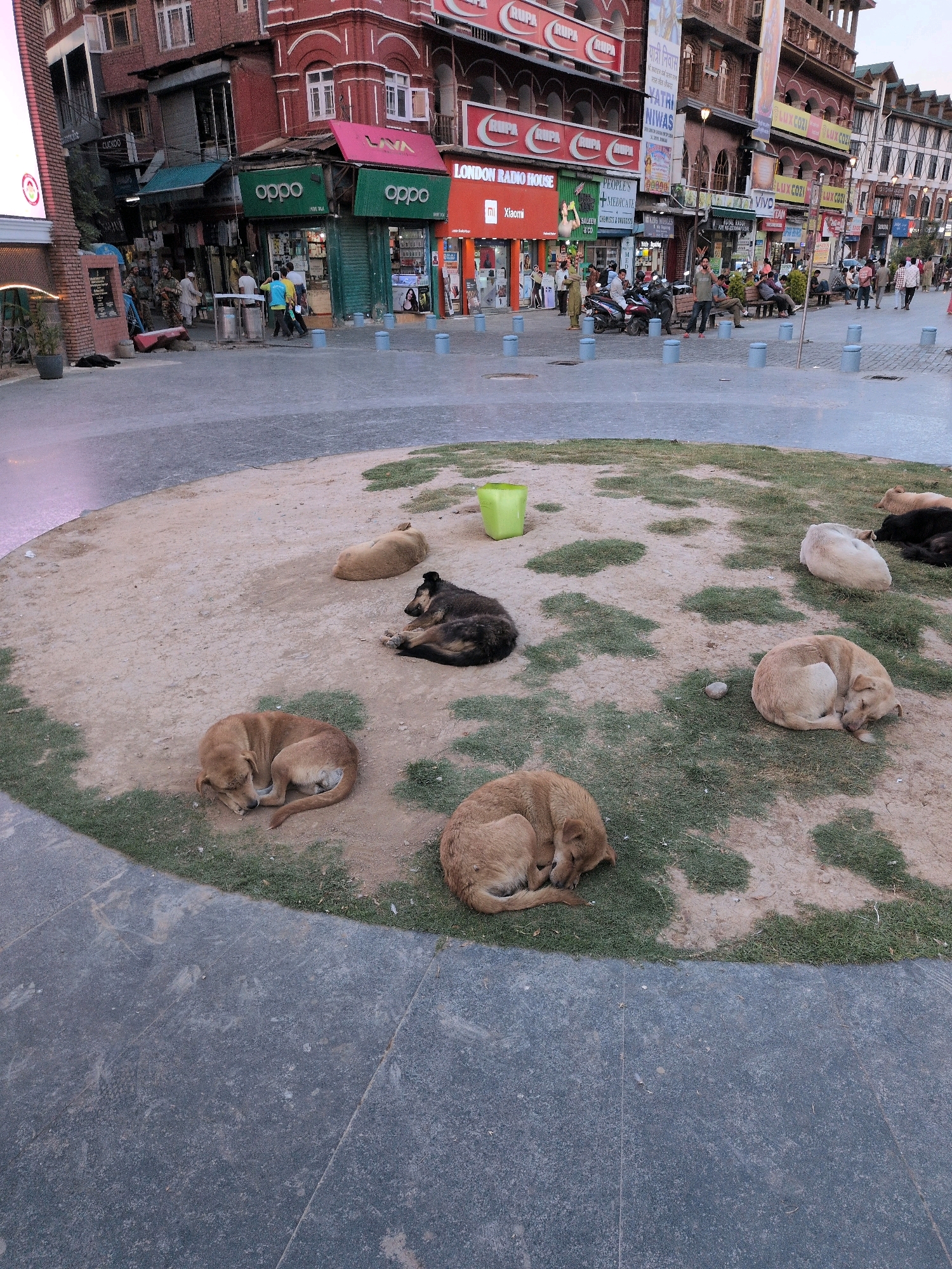 The image depicts a street scene in Srinagar, India. In the foreground, a circular patch of dry earth and sparse grass serves as a resting place for several dogs. One dog, predominantly brown, is curled up asleep on the grass. Another, also brown, is lying down on the dirt, with its head resting on its paws. Nearby, a black and brown dog is sleeping on its side. A light-colored dog is resting on the grass in the background, and another dark-colored dog is also visible sleeping. A bright green bucket is present in the grassy area. The background reveals a street lined with multi-story buildings housing various shops and businesses, indicated by signage. One shop prominently displays "OPPO" in green lettering. People are visible walking and gathered in front of the shops. A few individuals appear to be standing near a scooter. The street is paved with dark, textured material and is dotted with short, blue bollards. The overall impression is that of a somewhat busy urban environment with stray dogs finding rest in a public space.