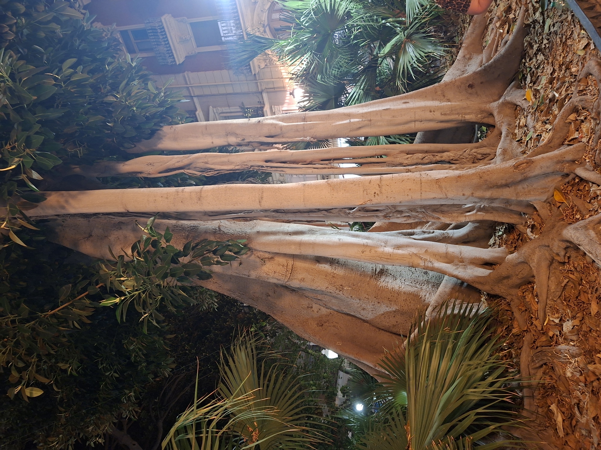 This image depicts a large, multi-trunked tree with prominent buttress roots, situated in a public area at night. The tree is illuminated by artificial lighting, casting warm tones on its bark and surrounding foliage. Several palm fronds are visible in the foreground and midground, contributing to a tropical or subtropical atmosphere. In the background, a building with traditional architecture, including balconies and windows, is visible, suggesting an urban setting. The ground is covered with fallen leaves and debris. The presence of streetlights and architectural elements indicates the location is likely a park, plaza, or street in the city of Alicante, Spain. No people are clearly visible in the frame.