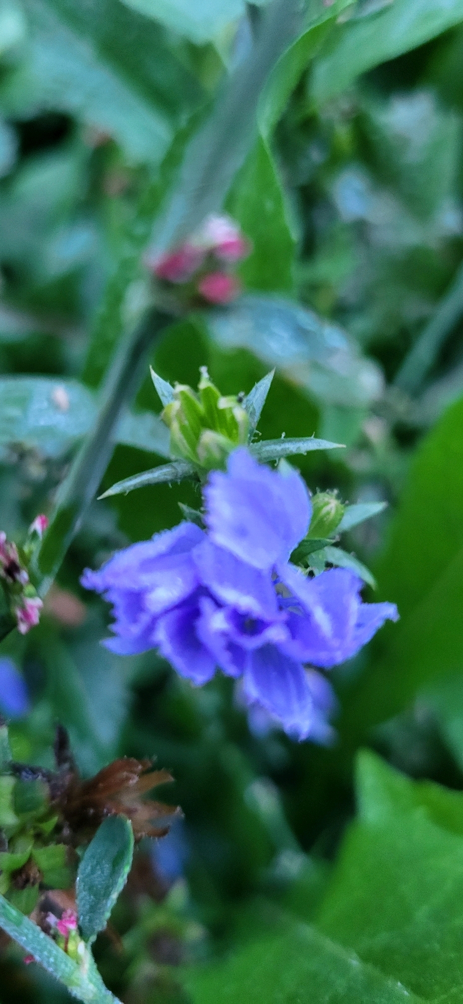 A close-up, vertical, eye-level shot showcases a cluster of vibrant purple flowers against a soft-focus background of green foliage. The flowers are the focal point, with their delicate petals and intricate structures clearly visible. Hints of other colorful elements, possibly buds or smaller flowers, appear in the background, adding depth and complexity to the scene. The lighting is soft and diffused, creating a gentle atmosphere and highlighting the natural beauty of the flora. The overall impression is one of tranquility and natural elegance. The location is Unknown, Unknown.