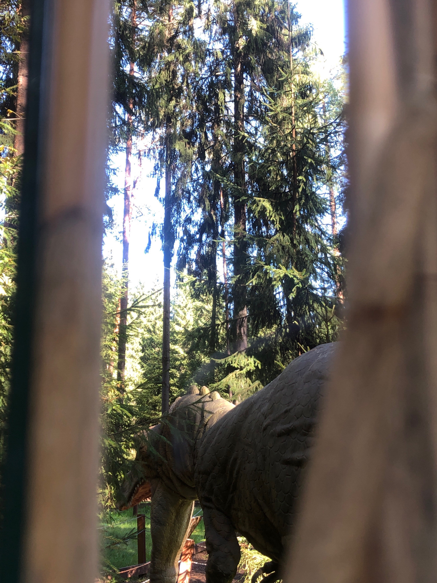 In Okhtinskiy Park, Russia, a life-sized dinosaur model is partially visible through a barrier of what appears to be bamboo poles. The dinosaur, a representation of a stegosaurus, is positioned in a forest environment with tall coniferous trees and dappled sunlight filtering through the canopy. Its textured, scaled hide and distinctive plates along its back are discernible. The background reveals a path and more of the surrounding woodland.