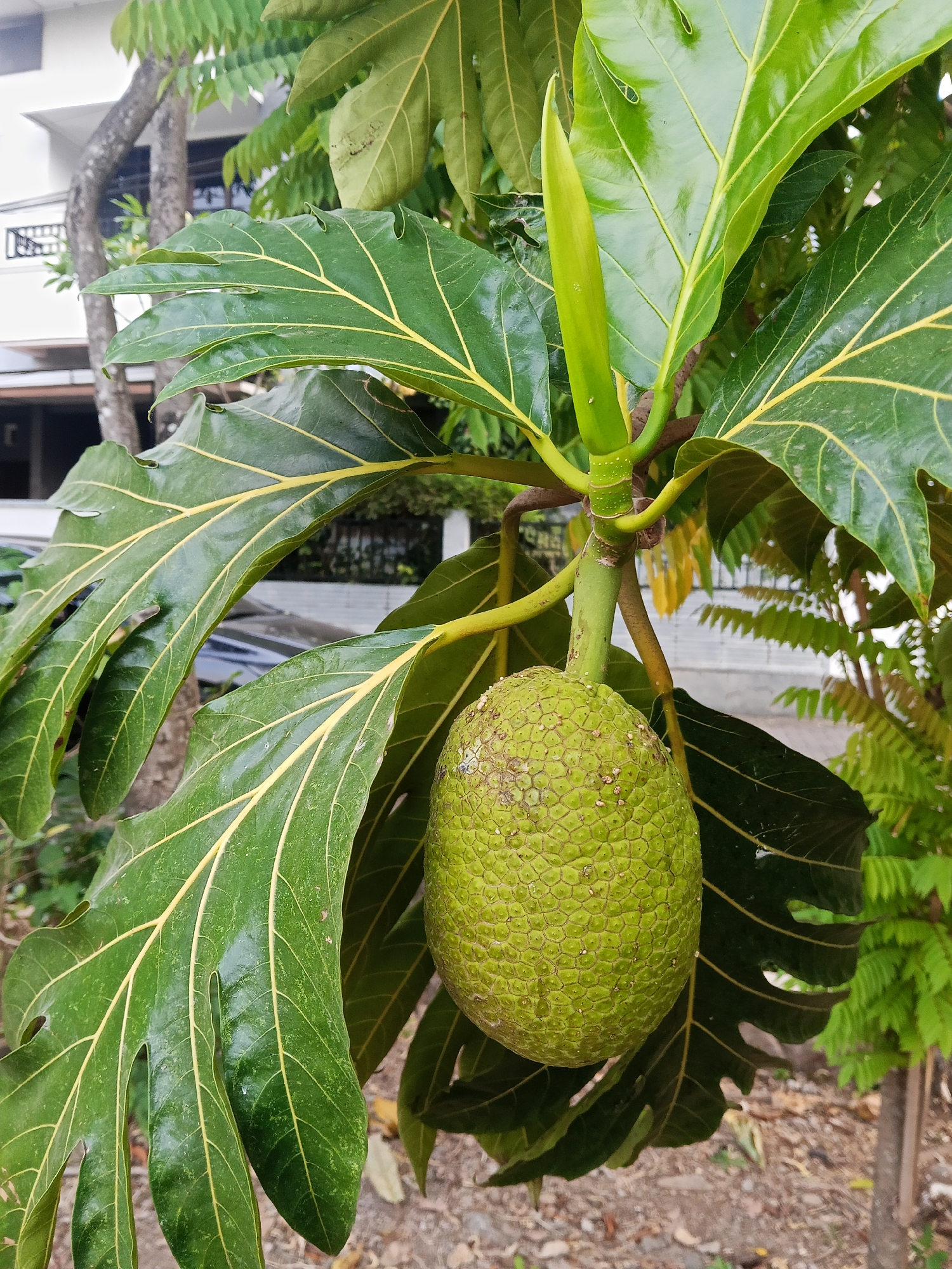 The image displays a close-up view of a green, bumpy breadfruit hanging from its tree. The fruit is surrounded by large, dark green leaves with prominent yellow veins. A pointed green bud is visible above the fruit. The background is blurred, showing a building with a white exterior and balconies, suggesting an urban or suburban setting in Semarang, Indonesia. Some tree trunks and other foliage are also discernible in the background. The lighting appears to be natural daylight.