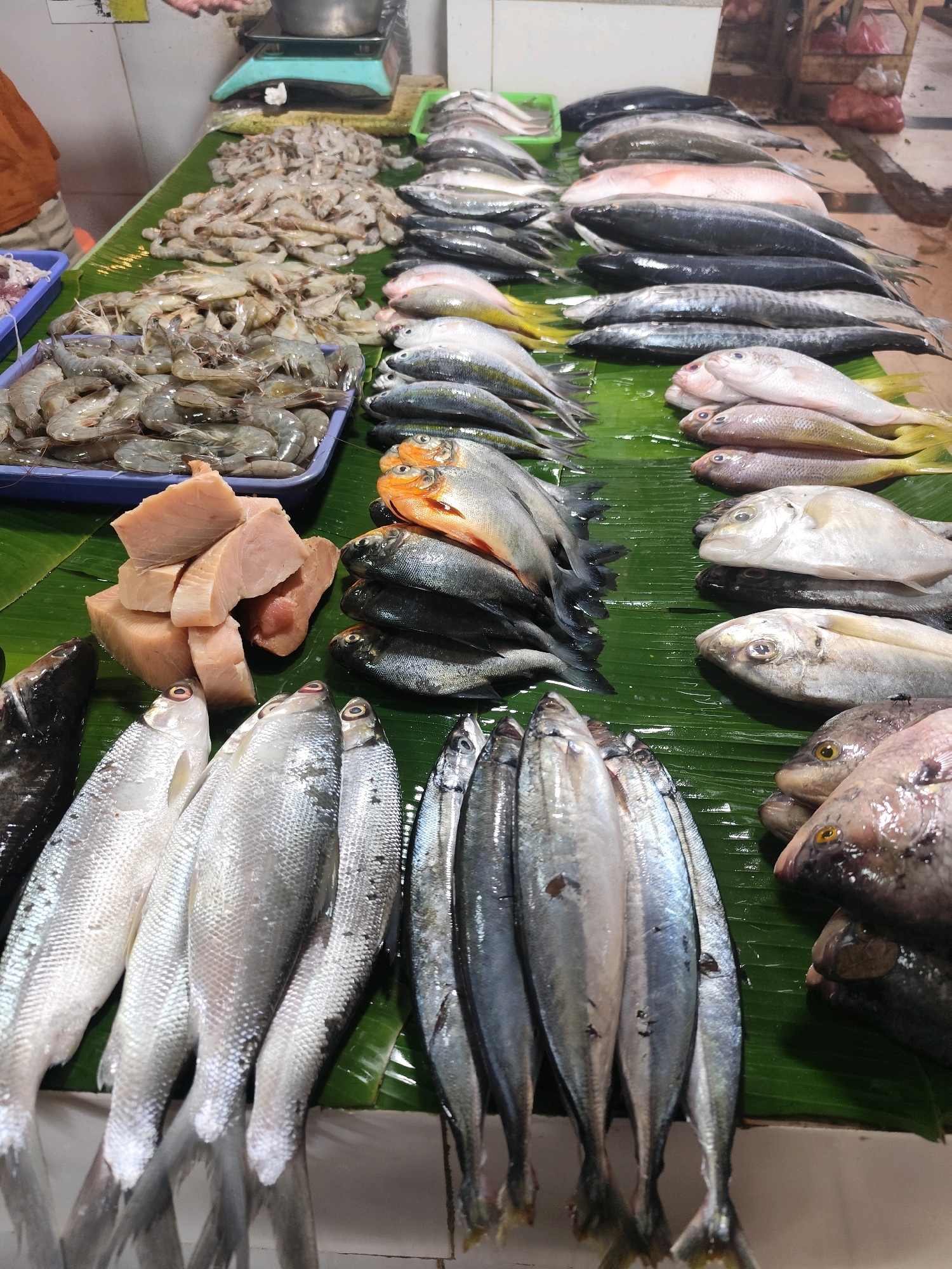 In a market stall in Bogor, Indonesia, a vibrant display of fresh seafood is laid out on banana leaves. Several rows of various fish, including silvery, elongated ones and rounder, pink-tinged varieties, are arranged neatly. Beside the fish, a pile of thick, light-pink fish chunks is stacked. Towards the back, trays of small, pale shrimp are visible. The stall appears to be well-stocked and the produce is presented in a visually appealing manner.