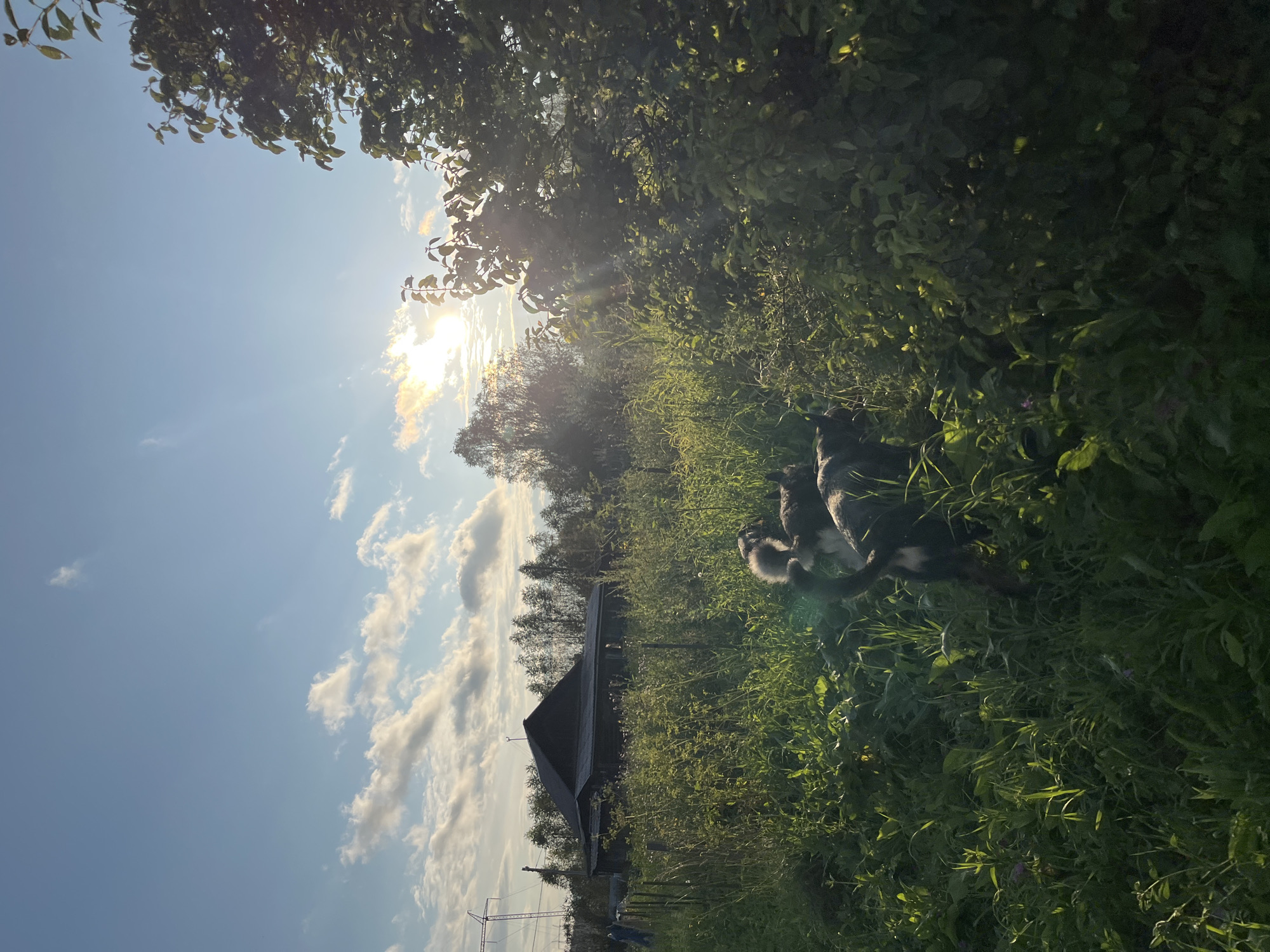 In Nizhny Tagil, Russia, the image captures a serene rural landscape at sunset. A rustic wooden house with a dark, pitched roof stands amidst overgrown greenery, its weathered appearance suggesting age. Tall, thin trees form a dense backdrop behind the house. A power line tower is visible in the far left of the frame, an indication of the area's infrastructure. The foreground is dominated by lush, tall grass and various plants, with two dogs partially obscured within the vegetation. One dog, dark-colored, is visible from the rear, its tail raised. Another dog, lighter in color, is partially seen behind it. The sky above is a clear blue, transitioning to warmer tones near the horizon where the sun, partially obscured by clouds and tree branches, casts a golden glow. Sunbeams pierce through the foliage, creating a dappled light effect on the plants. The overall scene evokes a sense of tranquility and rural life.