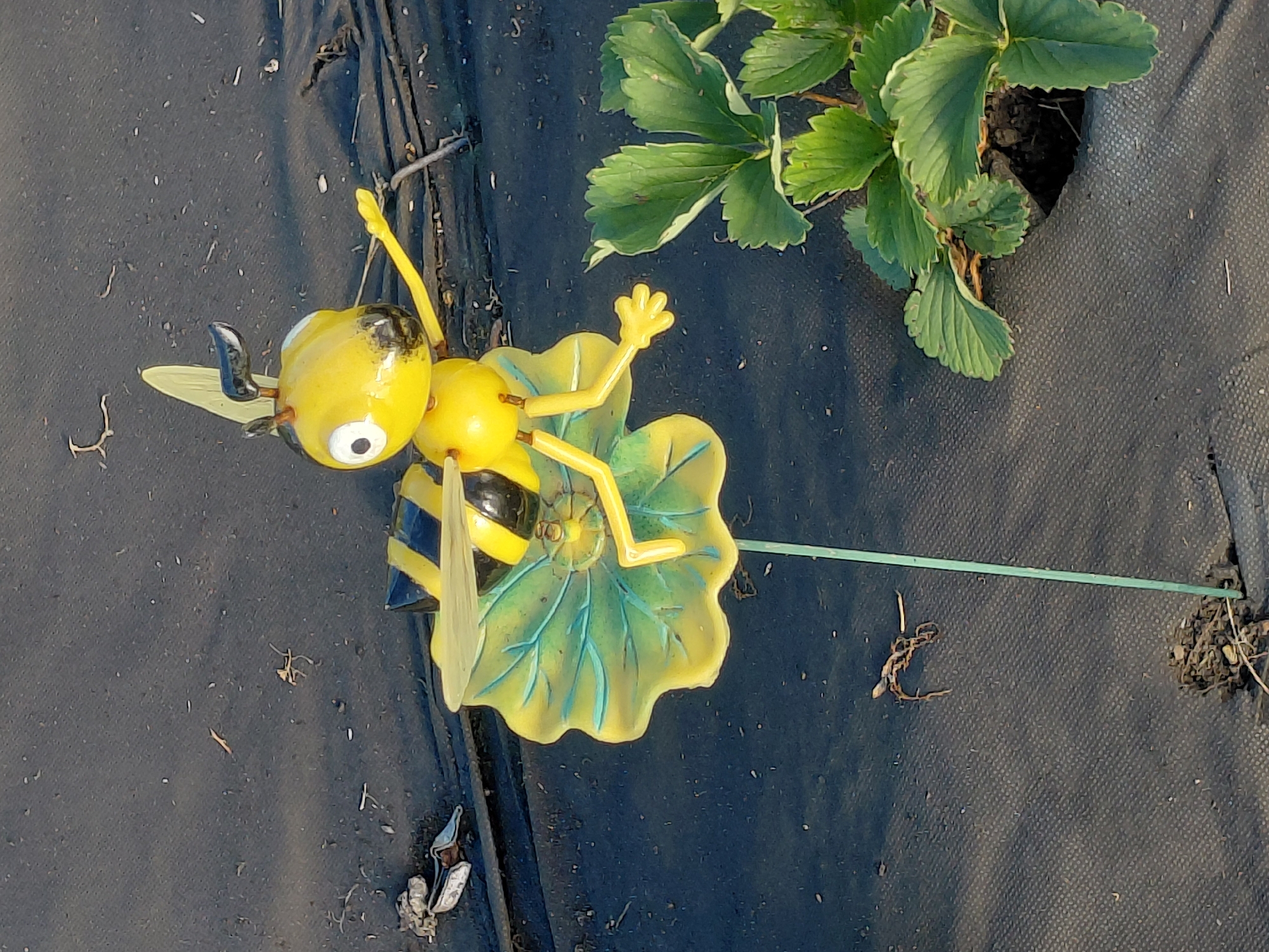 This image depicts a decorative garden stake shaped like a bumblebee, positioned on black landscape fabric next to a strawberry plant. The bee is yellow with black stripes and has large, white eyes. Its wings are transparent yellow, and it is shown with its legs and arms extended, resting on a yellow, leaf-shaped base. The base is green with blue veins, mimicking a leaf. A thin green stake extends from the leaf base and disappears into the ground. To the upper right, vibrant green strawberry plant leaves are visible, with some dry brown foliage mixed in. The landscape fabric covers the ground, with scattered debris, including small twigs and dried plant matter. The lighting suggests it is daytime, possibly in the morning or afternoon, with clear, bright sunlight illuminating the scene. The overall setting appears to be a garden or a cultivated outdoor area, likely in a rural or suburban environment. There is no visible text in the image.