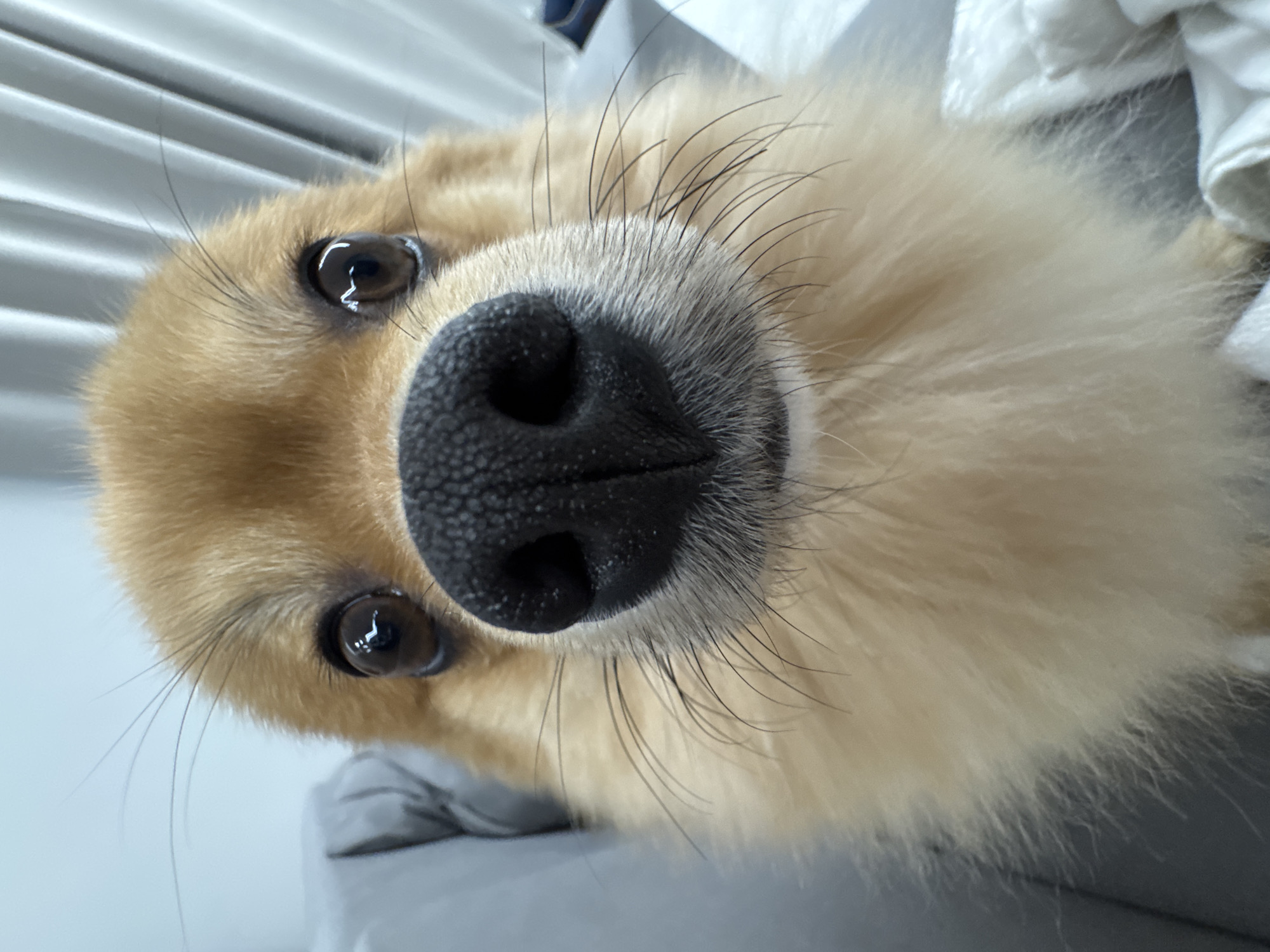 The image displays a close-up, frontal view of a domestic canid, specifically a small dog resembling a Pomeranian, situated within a residential interior in Sofia, Bulgaria. The subject's head dominates the frame, with a large, textured, black nasal planum centrally positioned. Two wide-set, round, dark brown eyes exhibit prominent specular reflections from an overhead light source, indicating an indoor environment. Multiple long, thin, black vibrissae extend from the dog's muzzle and above its eyes. The fur on the upper part of the head and ears is light brown/tan, transitioning to a cream or off-white color on the jowls and chest area. The background is out of focus, revealing a grey upholstered surface on the left, a white folded textile on the lower right, and light-colored, vertically-ribbed window coverings, possibly blinds or curtains, in the upper background. The dog maintains direct eye contact with the camera.