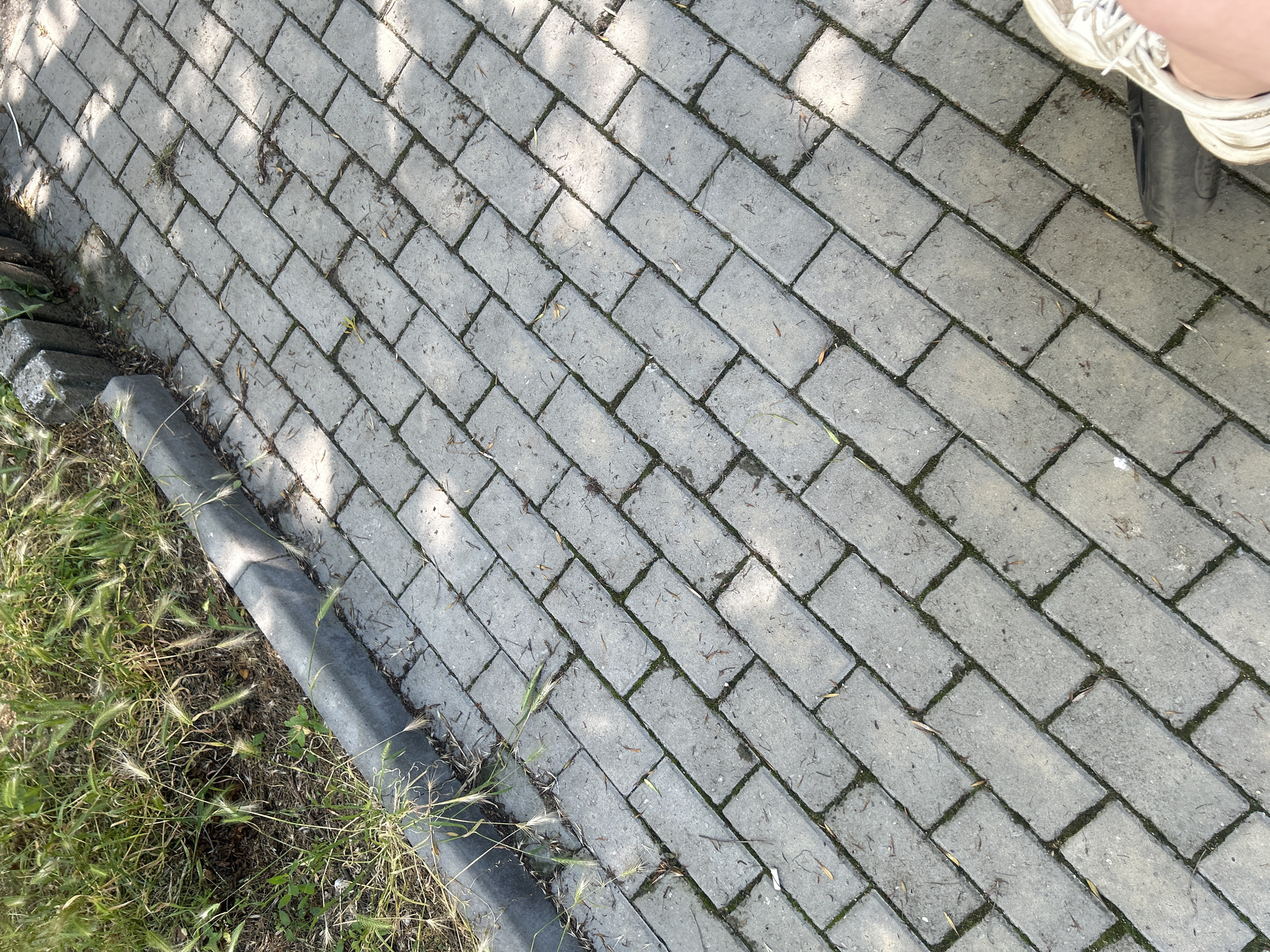 An overhead, slightly angled shot captures a section of a gray paver stone pathway in Varna, Bulgaria. The pavers are laid in a diagonal herringbone pattern, with thin lines of moss or dirt visible between them. To the left of the pathway is a concrete curb, and beyond that, a patch of dry grass and weeds. Some dried leaves and twigs are scattered on the pavers. The scene is lit by sunlight, casting dappled shadows from unseen foliage onto the pathway. In the lower right corner, the toe of a white sneaker and a portion of a dark object, possibly a bicycle tire, are visible, indicating a person is present or has recently passed through.