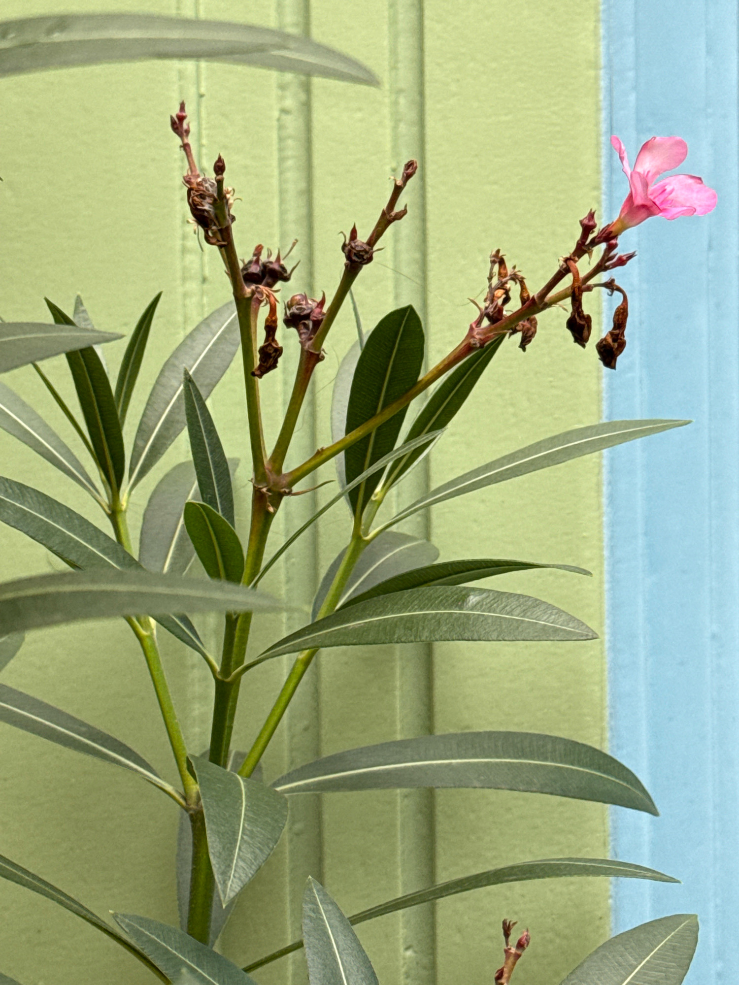 A close-up, eye-level, vertical shot captures a flowering plant against a light green and light blue striped background. The plant, likely an oleander due to its long, slender leaves and terminal flower clusters, features lush green leaves in the foreground. A single, delicate pink flower is in bloom at the top of a branch, surrounded by withered brown buds and dried floral remnants, suggesting a stage of senescence. The background appears to be a wall with vertical planks, painted in alternating shades of light green and light blue. The lighting suggests an outdoor, daytime setting. No people or animals are visible. The overall impression is one of nature's cycle of blooming and decay contrasted against a colorful, man-made structure. The image does not provide specific clues to a location within The Hague, Netherlands.