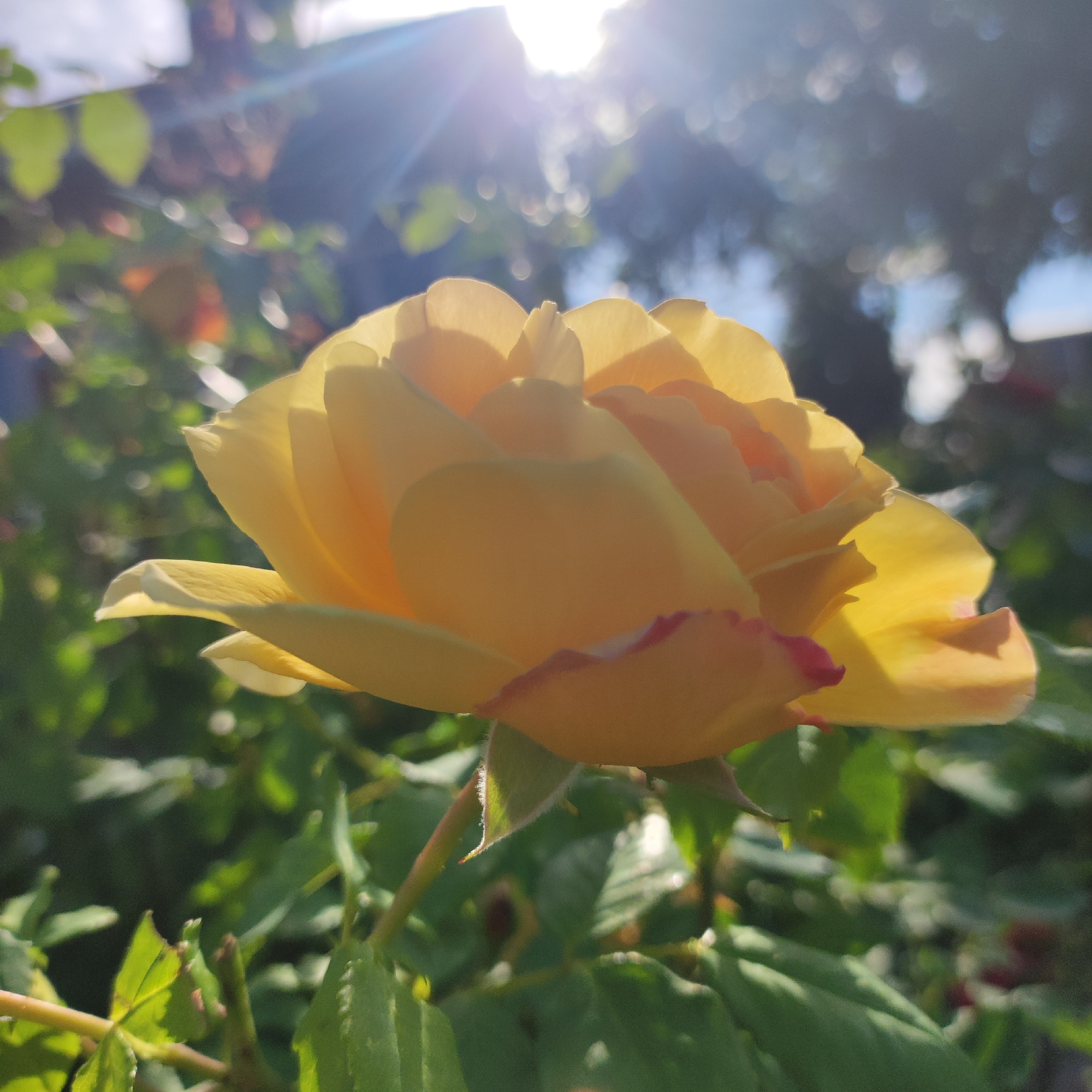 This media file is a close-up, eye-level shot of a yellow rose in full bloom, set against a backdrop of greenery and a bright, sunlit sky. The rose is the primary subject, its petals a vibrant yellow with subtle hints of pink on the edges, catching the light and appearing almost translucent in places. The flower is captured in profile, showcasing its layered structure and delicate curves.
The setting is an outdoor garden. The background is softly blurred, indicating a shallow depth of field, which emphasizes the rose. Lush green foliage surrounds the flower, with some leaves in sharp focus in the foreground and others out of focus behind. The sky is bright, with the sun shining intensely, creating lens flare and radiating rays of light that add a warm, ethereal glow to the scene. This suggests it is daytime, likely late morning or early afternoon given the angle of the sun.
There are no people or specific objects other than the rose and the surrounding plant life visible. The mood conveyed is one of natural beauty, tranquility, and warmth, enhanced by the golden light. The scene appears to be in a garden in Navoloki, Russia. There is no visible text in the image.