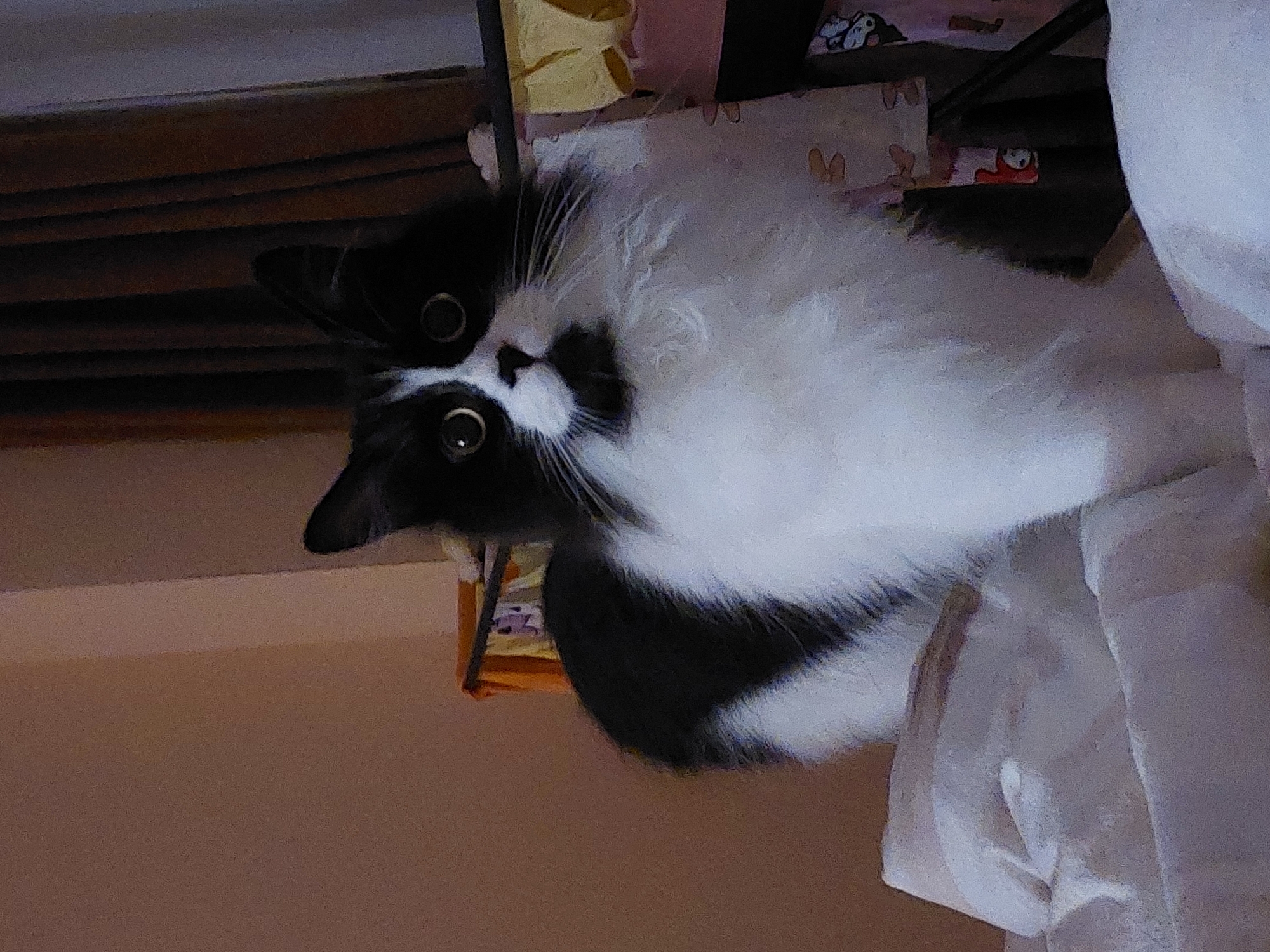 A black and white cat is upside down in the frame, with its head towards the upper left and its body towards the lower right. The cat has large, round eyes. A wooden structure is visible in the upper left, possibly furniture. In the background are indistinct objects, including fabric with cartoon patterns and a pink cloth. A light-colored wall is visible in the lower left. A white sheet is crumpled in the lower right. The location is unknown and there is no indication that the picture was taken in Plovdiv, Bulgaria.