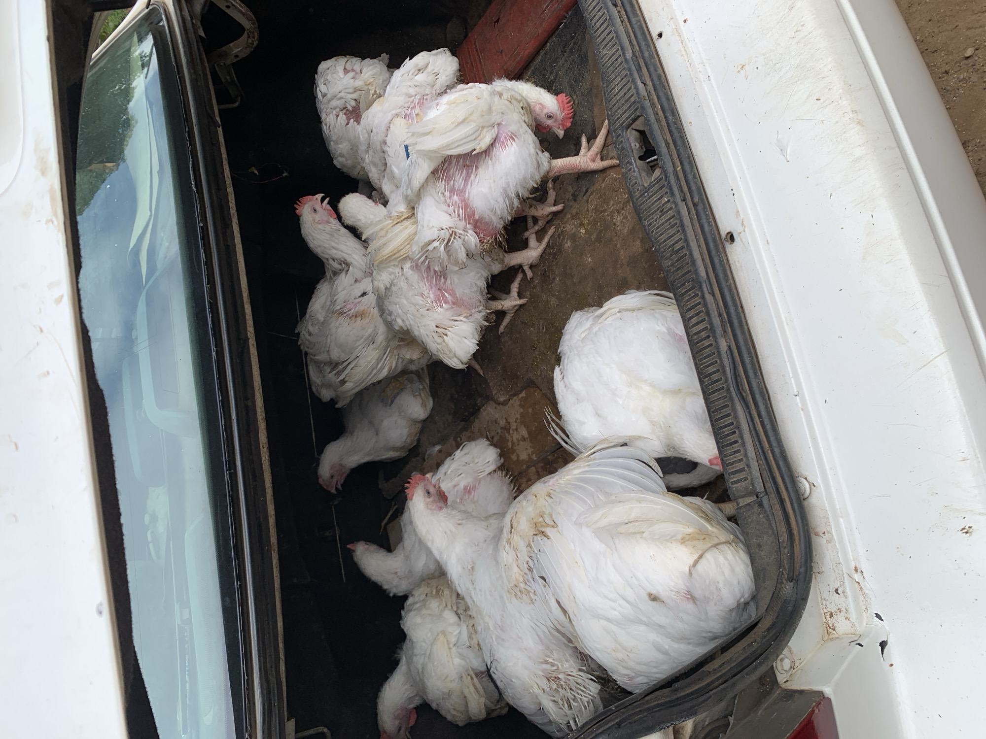 In the trunk of a white sedan, likely in Akwanga, Nigeria, a group of approximately ten white chickens are gathered. The chickens appear to be live and are positioned in various states of rest and movement. Their feathers are mostly white, with some areas showing pinkish skin, particularly around the neck and legs, suggesting they may be broiler chickens. Some of the chickens have their heads down, appearing to peck at the ground or rest, while others are more upright. The trunk interior is lined with a dark material, and there is some dirt and debris present on the floor. A red object, possibly a piece of wood or plastic, is visible on the right side of the trunk. The lighting suggests it is daytime, and the overall scene appears to be outdoors.