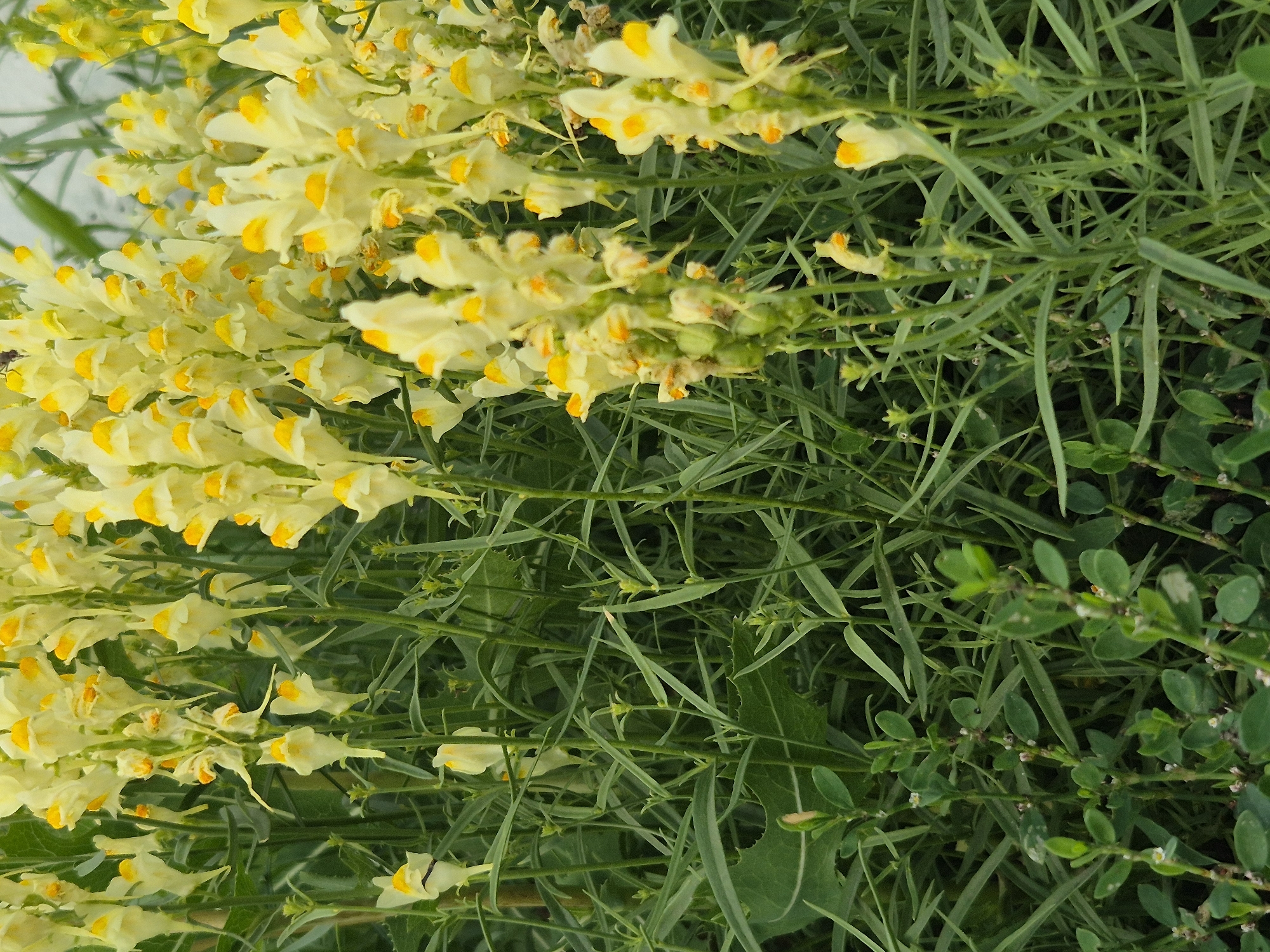 The image depicts a dense cluster of pale yellow flowers with orange markings, likely toadflax, growing in a naturalistic setting. The flowers are arranged on tall, slender green stems, surrounded by an abundance of long, thin green leaves. The background is a blur of green foliage, with some areas of lighter green suggesting a brighter light source. There are no people, buildings, or urban elements visible. The scene is exclusively natural, showcasing a close-up view of the flowering plants and their surrounding vegetation. The specific location within Новоишимское, Kazakhstan, is not discernable from the visual information provided.
