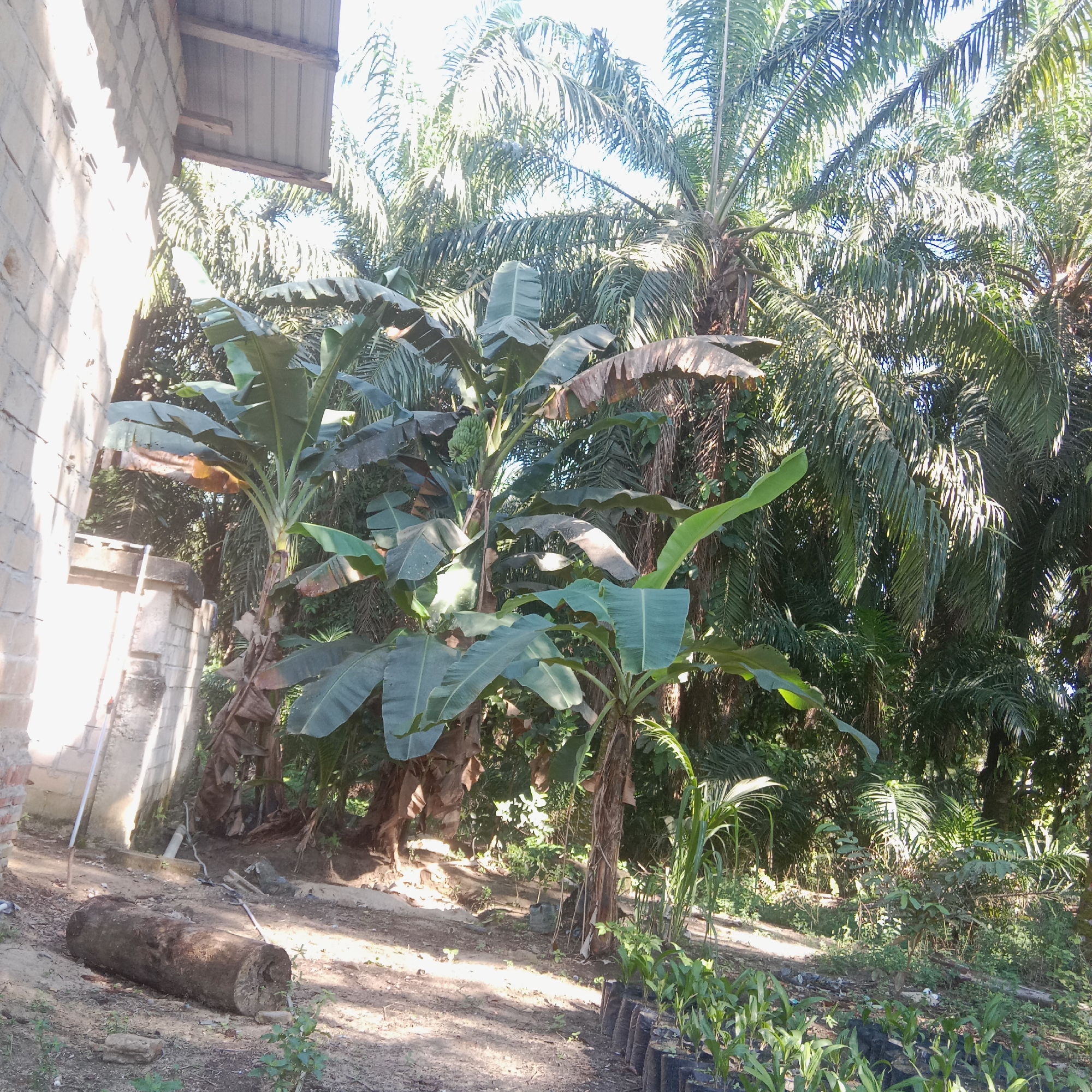 The image depicts an outdoor scene in an area with lush vegetation, suggesting a tropical environment. In the foreground, a row of small plants in black bags are lined up on the ground, indicating a nursery or garden. To the left, a large, roughly cut log lies horizontally on the dirt. A portion of a light-colored brick building with a corrugated metal roof is visible on the far left, suggesting human habitation or construction nearby. In the mid-ground, several banana trees with large leaves and a bunch of unripe bananas are prominent. Behind the banana trees, a dense growth of palm trees fills the background, creating a canopy. The ground is mostly dirt and sparse vegetation. The lighting indicates it is daytime, with sunlight casting shadows. The location is identified as Unknown, Indonesia.