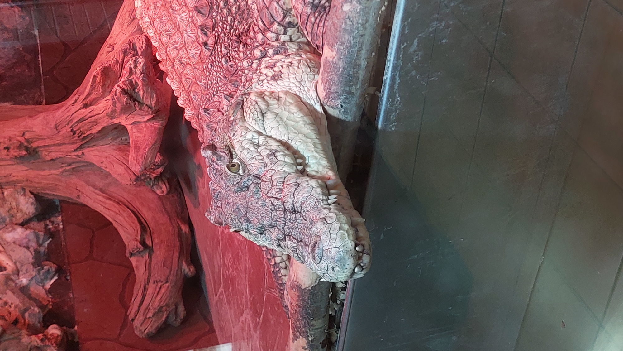 A crocodile is shown in a close-up shot, resting on the edge of an enclosure. The crocodile's head is turned to the left, with its eyes visible and its teeth slightly exposed. The reptile's skin is rough and scaly, with a mottled pattern of grey and beige. Behind the crocodile, a large piece of driftwood is partially illuminated by red lighting, creating a dramatic effect. The background also includes rocks and a textured wall. The foreground shows the dark, reflective surface of the enclosure, likely glass, with some smudges and reflections. There are no people or other animals visible in the image. The location of Yelizovo, Russia is not depicted in this image; the scene is an indoor enclosure that could be found in a zoo or wildlife park anywhere.