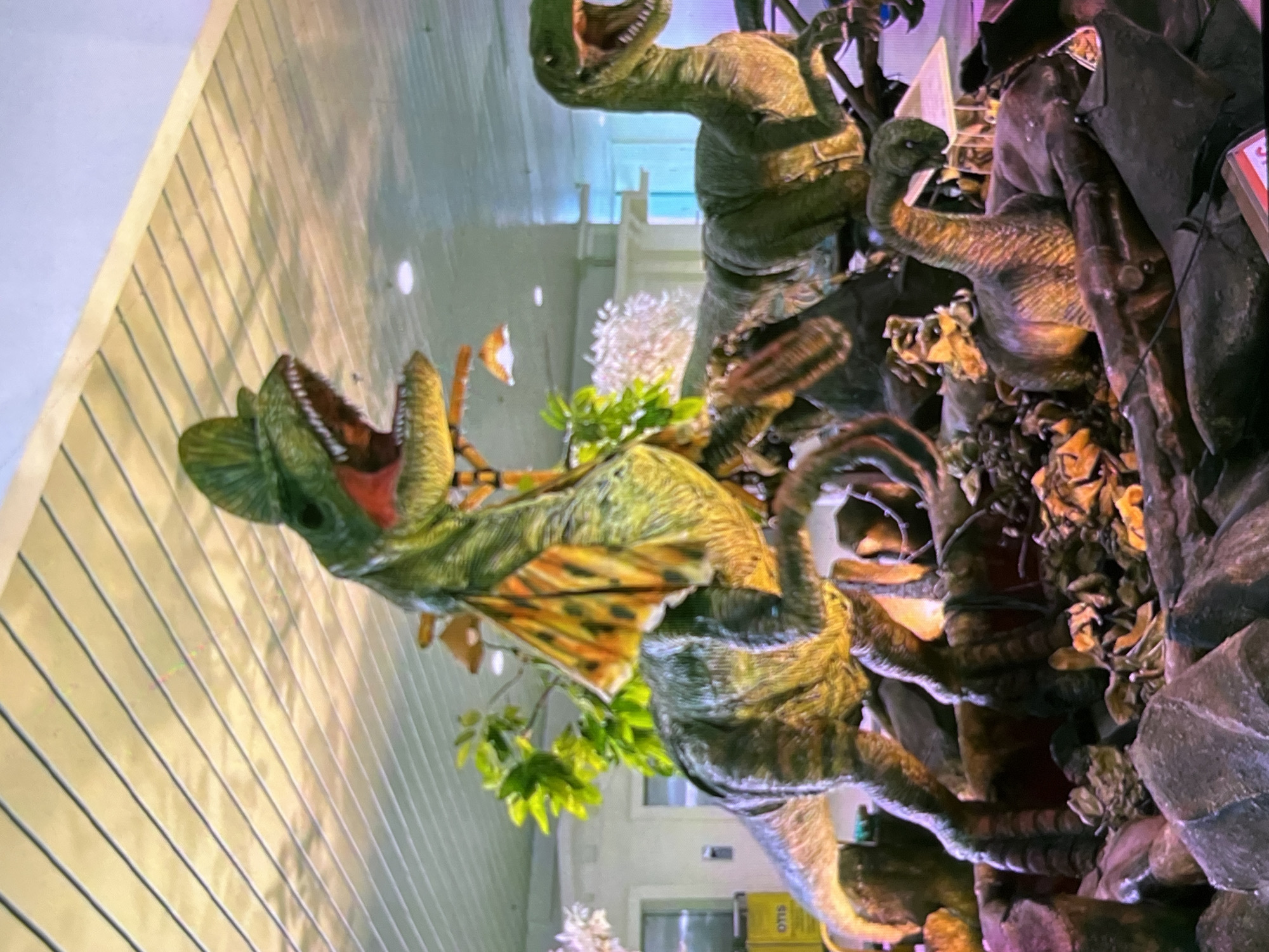 The image depicts a diorama of dinosaurs in a rocky, naturalistic setting, likely a museum exhibit. The primary subjects are several dinosaur figures, including a large green theropod with its mouth open, revealing sharp teeth. Another dinosaur, possibly a Dilophosaurus, is visible in the foreground with a distinctive frill around its neck, also with its mouth agape. A smaller, long-necked dinosaur is positioned further back in the scene. The dinosaurs are rendered with textured skin and realistic coloring, suggesting an educational or entertainment purpose.
The setting appears to be a display with faux rocks, vegetation, and foliage. The background shows elements that could be part of the exhibit's structure or the surrounding museum environment, including what looks like a wall with horizontal lines and some indistinct architectural features. The lighting is artificial, contributing to the indoor ambiance of the exhibit.
There are no people visible in the image, and the activity depicted is static, representing a frozen moment in time within the diorama. Notable details include the vibrant green and brown tones of the dinosaurs and the textured surfaces of the rocks and plants. The overall impression is one of a lifelike representation of prehistoric creatures.
The location context provided is Cadek, Indonesia. There is a piece of visible text that appears to be "OTIS" on a yellow rectangular object in the lower portion of the image. The time of day and weather are not discernible from the image.