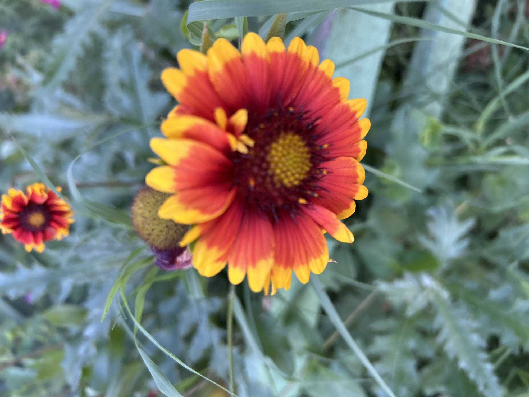 A close-up, slightly elevated, eye-level shot captures a vibrant Gaillardia flower, commonly known as Blanket Flower, in bloom. The flower's petals display a striking gradient, transitioning from a deep crimson at the center to a bright yellow at the tips. The flower's center is a textured, circular mass of yellow florets. Surrounding the prominent flower are blurred green foliage and thin, blade-like leaves. In the background, another similar Gaillardia flower is visible, also in focus but smaller and less detailed. The overall impression is of a wild garden setting. The image was taken in Sofia, Bulgaria.