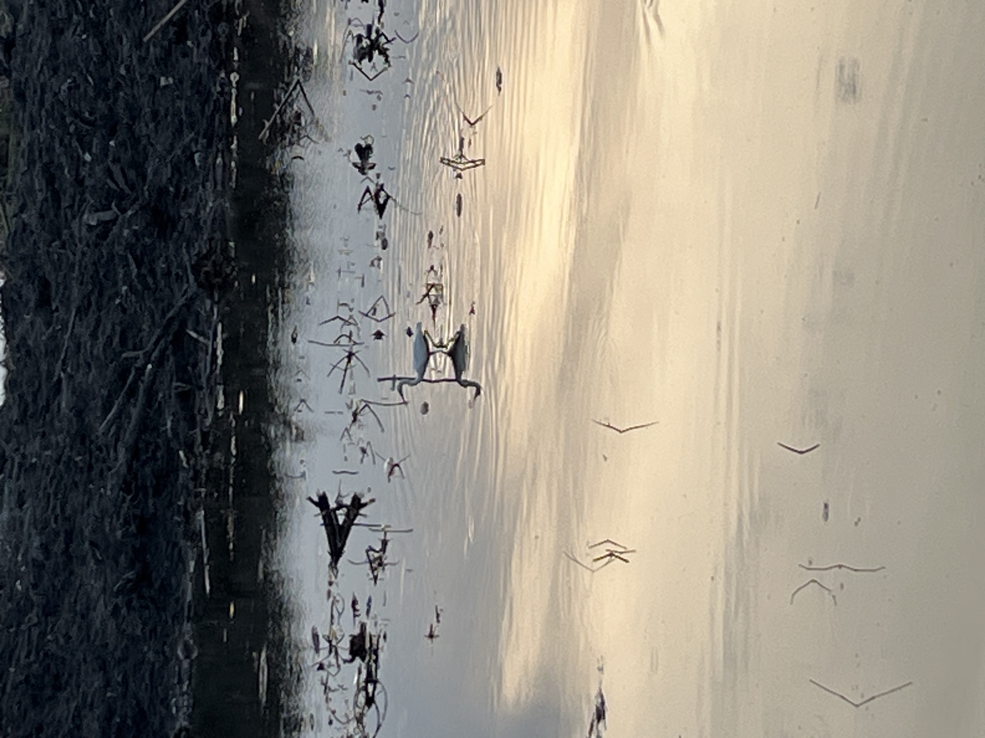 The image depicts a shallow body of water with a dark, muddy embankment in the background. Several pieces of debris, including sticks and leaves, are scattered on the water's surface and near the embankment. A small, white wading bird with a long neck and legs is standing in the water, facing left. The water reflects the sky, which appears to be overcast or during dusk, casting a soft, golden hue across the scene. The overall environment suggests a natural wetland or marshy area within or near Lhokseumawe, Indonesia, possibly a drainage ditch or a quiet part of a local park or nature reserve. There are no visible people or signs of human activity beyond the possible presence of this natural area within an urban or semi-urban setting.