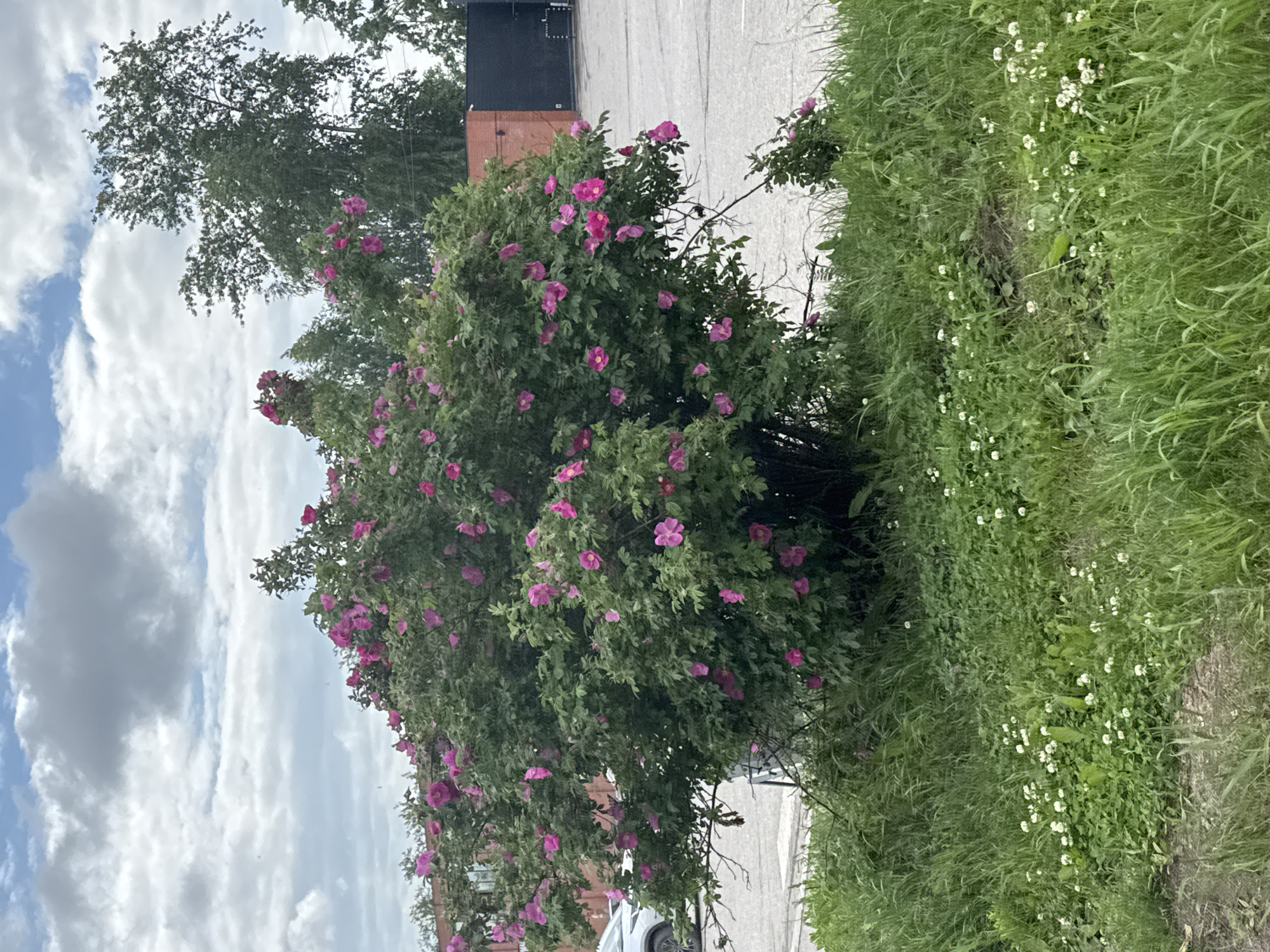 A lush, dense bush overflowing with vibrant pink flowers dominates the center of the frame. The bush is situated in an outdoor urban environment, likely on the outskirts of Solikamsk, Russia, given the presence of a paved parking lot and industrial-style buildings in the background. The sky above is a dynamic mix of grey clouds and patches of blue, suggesting an overcast day. To the left of the bush, a white vehicle is partially visible, parked on the asphalt. The foreground is covered in thick, green grass interspersed with small white clover flowers. The overall scene depicts a natural element, a flowering bush, thriving amidst an urban landscape.