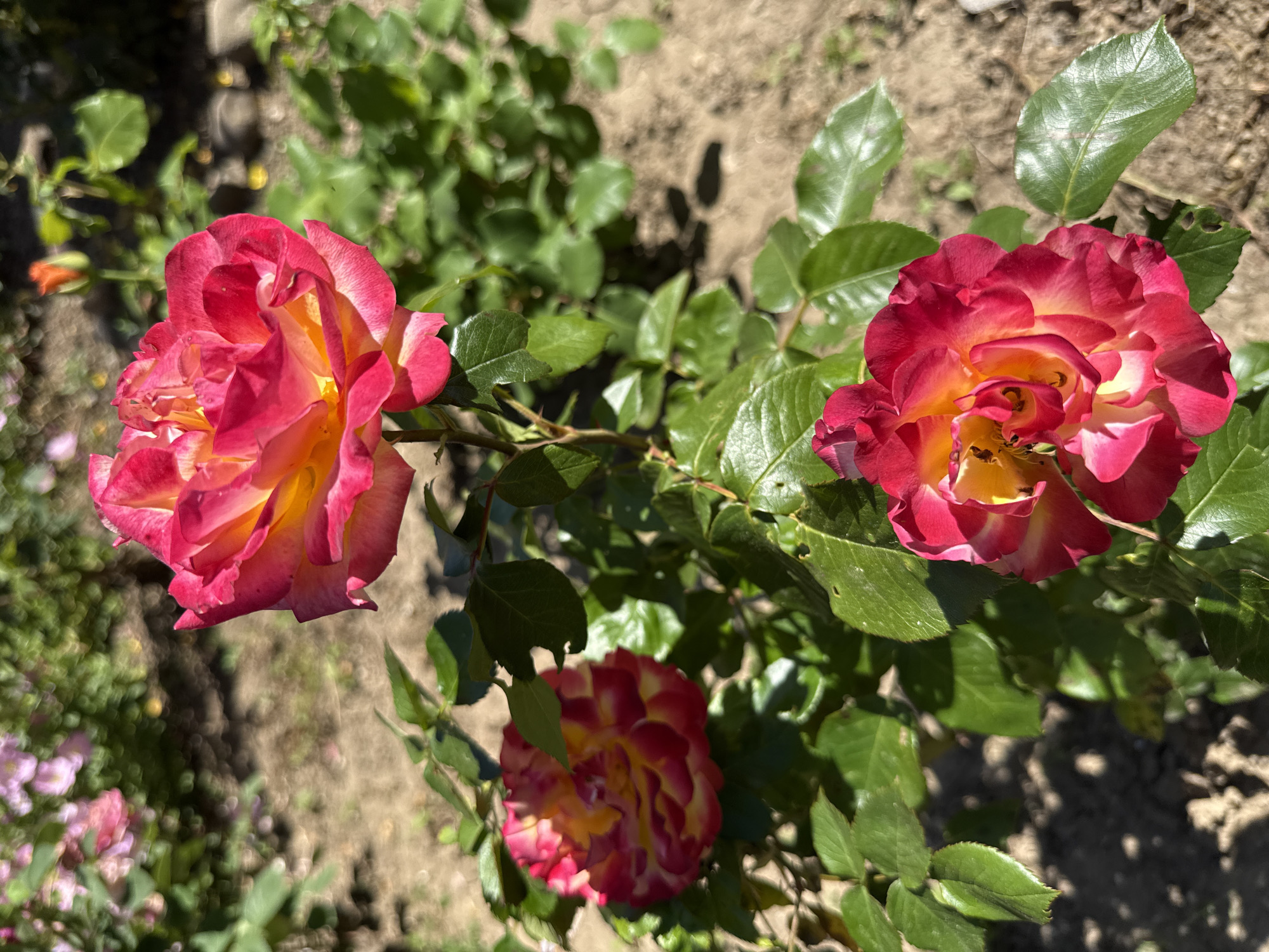 The image shows a cluster of roses with red and yellow petals in a garden setting. Three rose blossoms are visible, surrounded by green foliage. The background includes hints of soil and other plant life, indicating an outdoor location. The location is specified as Valchedram, Bulgaria, but no further information connects the image to a specific place or event there. There are no people visible in the image.