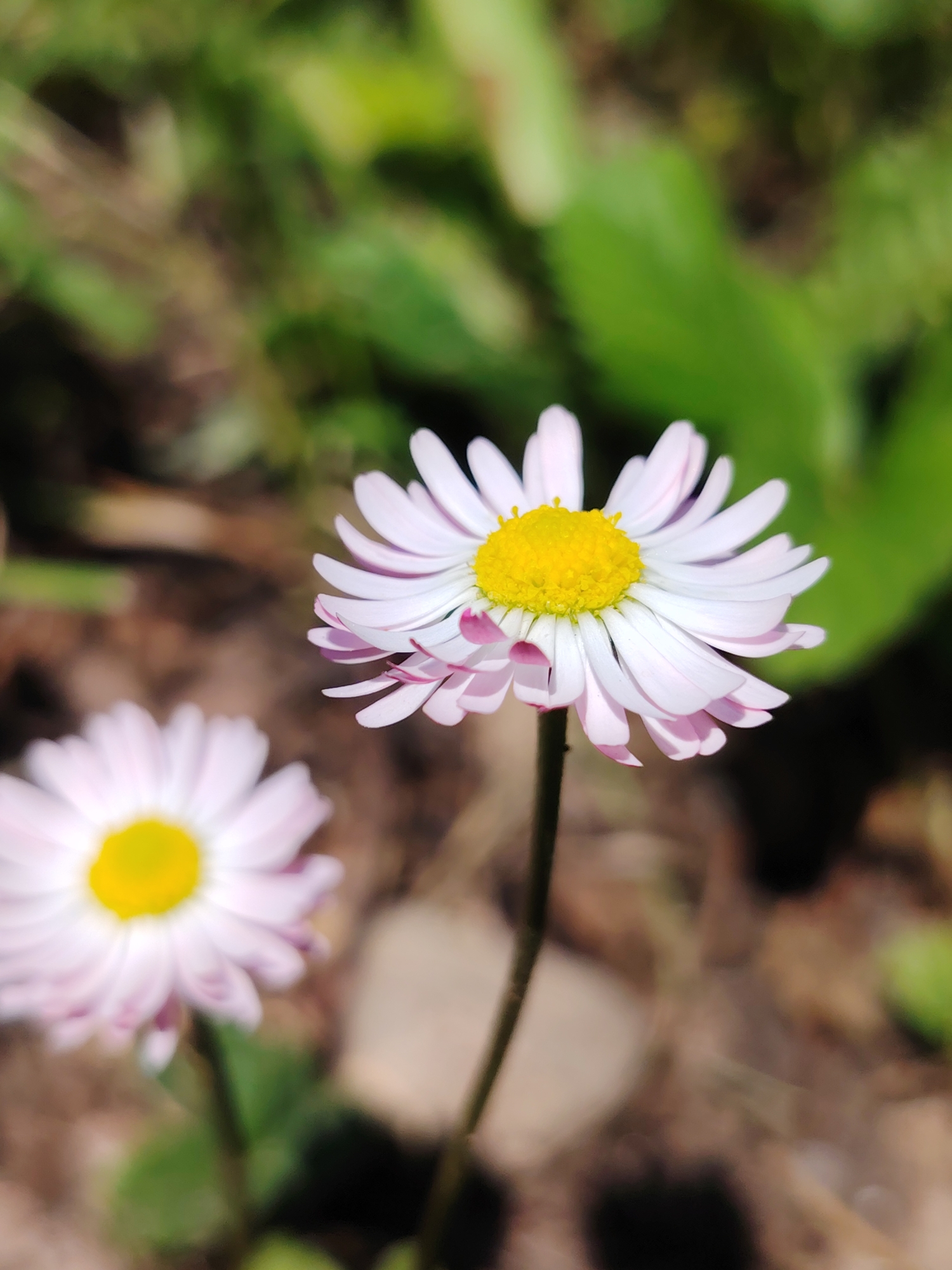 The media file is a close-up, vertical shot of two daisies in a garden. The foreground daisy is in sharp focus, showcasing its delicate white petals with hints of pink at the tips and a vibrant yellow center. The flower is attached to a thin, dark green stem. Behind it, another daisy is visible, but it is out of focus, with a soft appearance. The background is a blur of green foliage and earthy tones, suggesting a natural outdoor setting. The lighting appears to be natural daylight, casting soft shadows and highlighting the textures of the petals. The overall mood is serene and peaceful, emphasizing the natural beauty of the flowers. There is no visible text in the image. The location context provided is Chaikovsky, Russia, which, combined with the appearance of common garden flowers, suggests a scene typical of a Russian garden during a warmer season. The presence of greenery indicates it is likely daytime and possibly spring or summer.