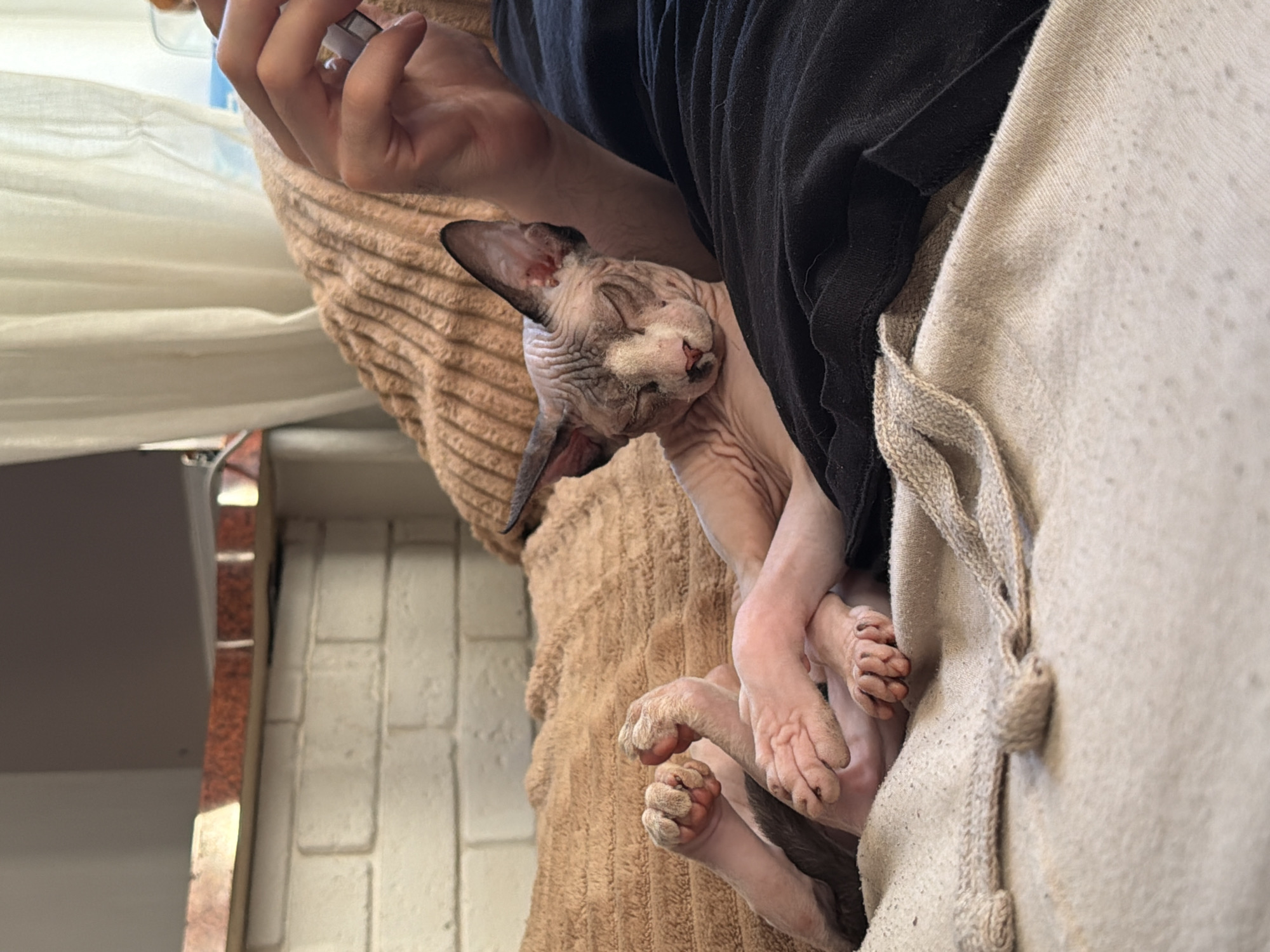 A hairless cat lies on tan and gray materials near a person wearing a black shirt. The cat is positioned on its side, with its eyes closed. The person's hand is visible at the top of the image. The background includes a white brick wall, a tan wall, and a partially visible white object near a window. The location appears to be indoors.