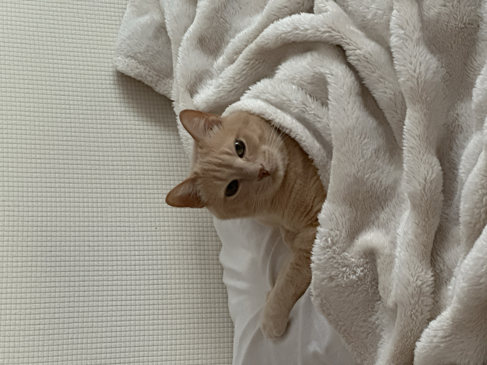 An indoor scene displays an adult cat with light orange fur and distinct green-yellow eyes. The cat is partially reclined, its head facing slightly toward the viewer, and its body largely concealed by an off-white, plush blanket, likely fleece or faux fur. One exposed light-orange front paw rests on a white sheet or duvet cover. Behind the cat, a light-colored wall exhibits a fine, repeating grid pattern. The illumination is consistent with ambient indoor lighting. No specific identifying features are present within the image to confirm the location as Chaikovsky, Russia, or any particular address within it.
