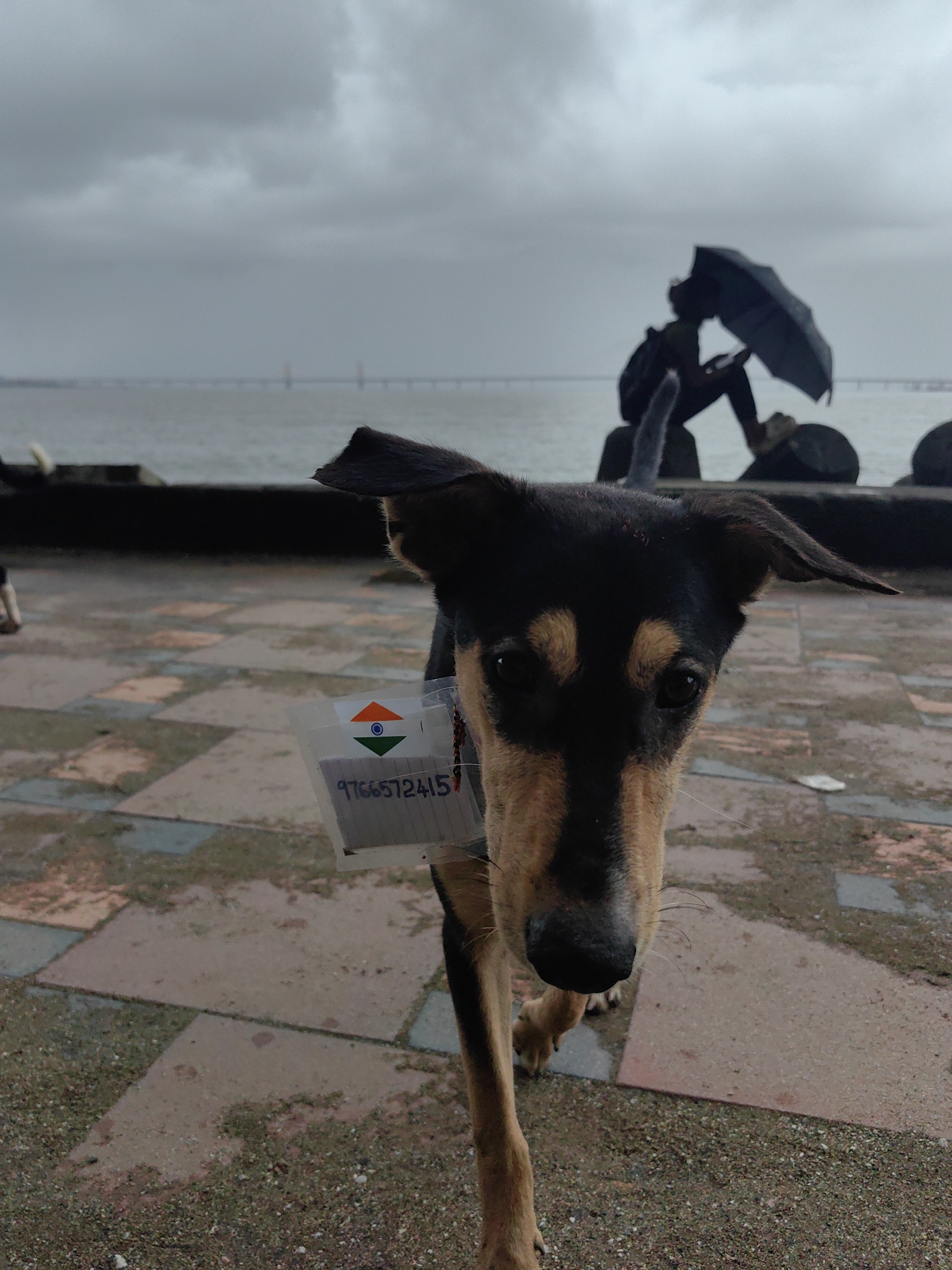 A medium-shot, eye-level, outdoor portrait captures a medium-sized dog with black and tan fur, looking directly at the camera. The dog is wearing a transparent plastic pouch around its neck, which contains a small Indian flag and a piece of paper with the number "9766572415" printed on it. The background is a waterfront promenade in Mumbai, India. The sky is overcast and a light rain is falling, evidenced by the wet pavement. In the distance, a bridge can be seen spanning the sea. On the promenade, a silhouetted figure sits under an umbrella, looking out at the water. The ground is paved with interlocking hexagonal tiles and small pebbles.