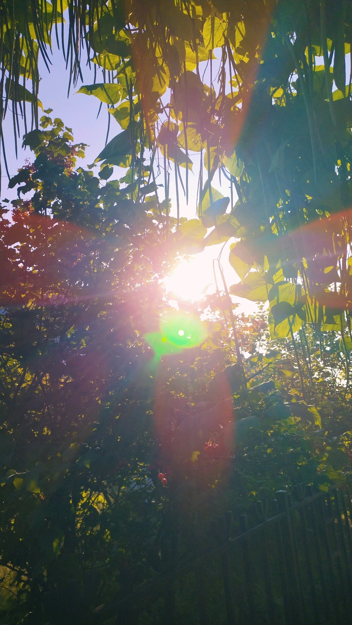The image depicts a sun-drenched scene with dappled sunlight filtering through lush green foliage. The sun is a bright, slightly blurred orb in the upper center of the frame, casting lens flares that create streaks of light and a green circular anomaly. Long, thin seed pods hang from branches in the foreground, creating a curtain-like effect. The leaves are large and broad, with some appearing yellowish from the intense sunlight. In the lower right quadrant, a dark wooden fence is visible. The overall impression is one of natural beauty and the vibrant energy of a sunny day, possibly in a garden or park setting within the city of Horishni Plavni, Ukraine.