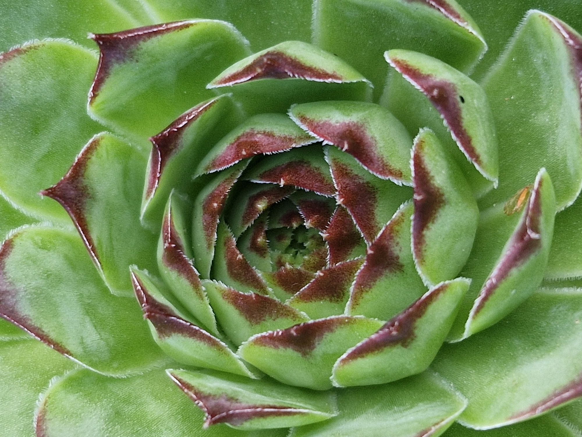 This is a close-up, overhead, macro photograph of a green succulent plant, likely a Sempervivum or Hens and Chicks. The plant exhibits tightly packed, fleshy leaves arranged in a spiral pattern, with the center showing the newest growth. The leaves are a vibrant green and are edged with a reddish-purple hue, particularly on the tips and along the serrated edges. The surface of the leaves appears slightly fuzzy or velvety. The lighting is bright, highlighting the textures and colors of the plant. There are no people, other objects, actions, or interactions visible. The image provides no contextual information about its location in Klaipėda, Lithuania, or any urban environment.