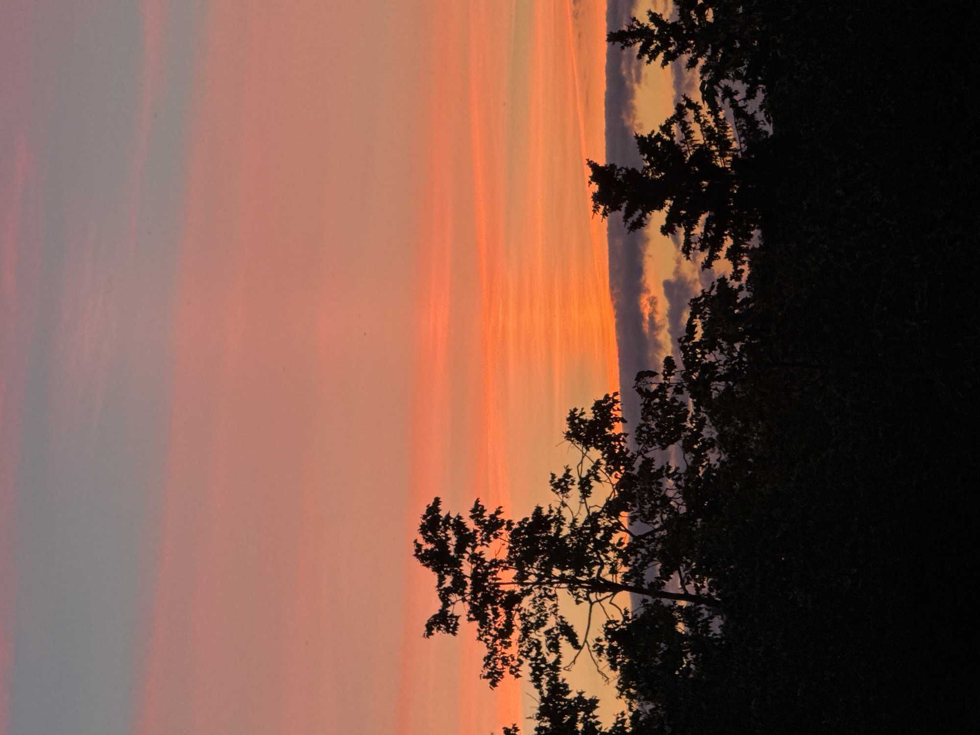 The image shows a silhouetted treeline against a vibrant sunset sky. The sky transitions from a soft grey at the top to a vivid orange and pink gradient closer to the horizon. The trees are dark and distinct, with visible branches and foliage, creating a stark contrast with the bright sky. The lower portion of the image is entirely black, obscuring any ground details. There are no people or man-made structures visible. The scene depicts a natural landscape at dusk.