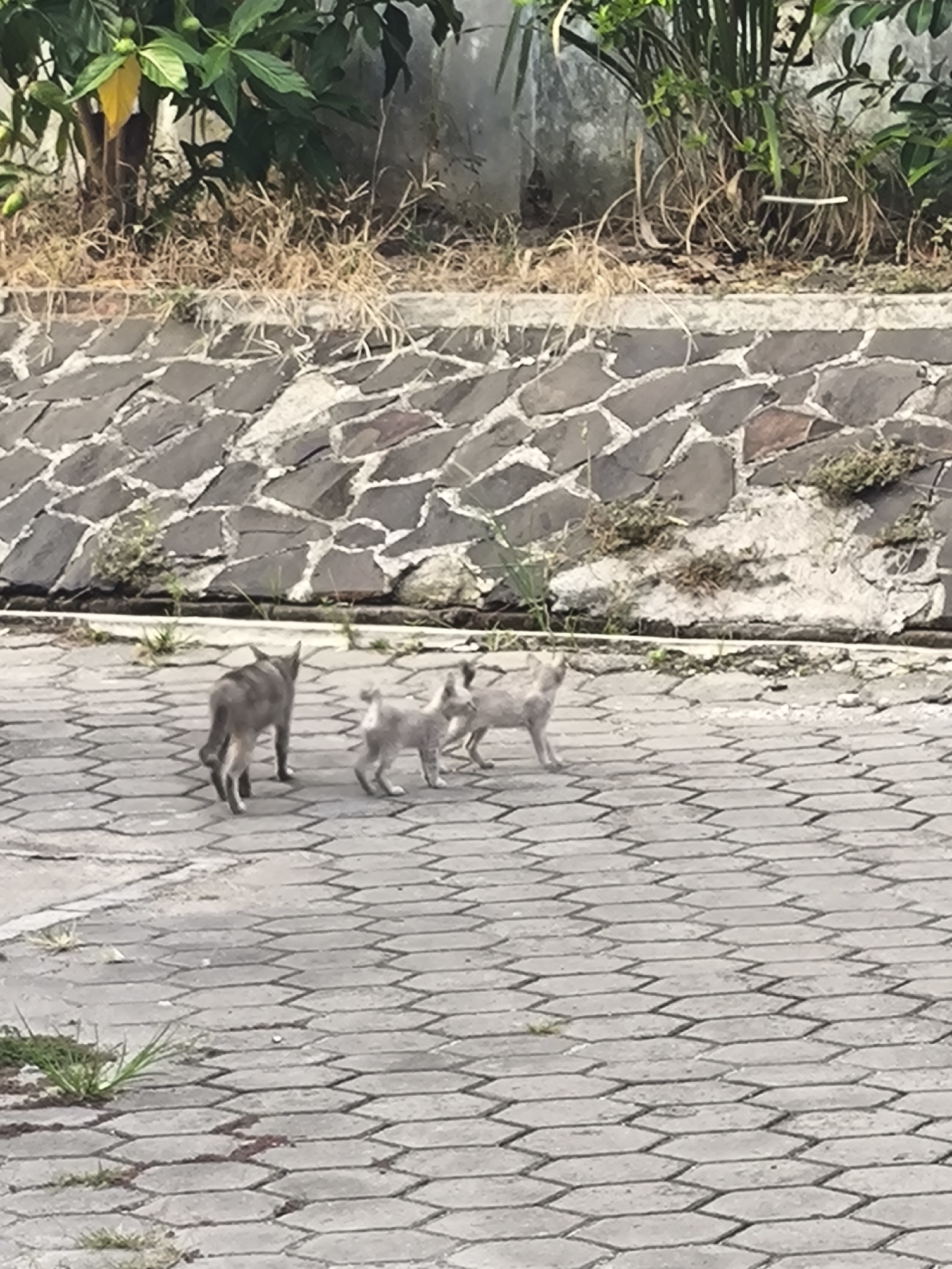 In Cilegon, Indonesia, a scene unfolds on a paved walkway bordered by a stone wall and vegetation. Three animals, likely cats, are visible. The largest, a tabby, stands facing away from the camera. To its right, a smaller, lighter-colored feline is positioned between the tabby and a third, even smaller, light-colored animal. The ground is a repeating pattern of interlocking hexagonal pavers. The background includes a textured stone wall and lush green plants, with some dry grass and soil visible at the base of the wall.