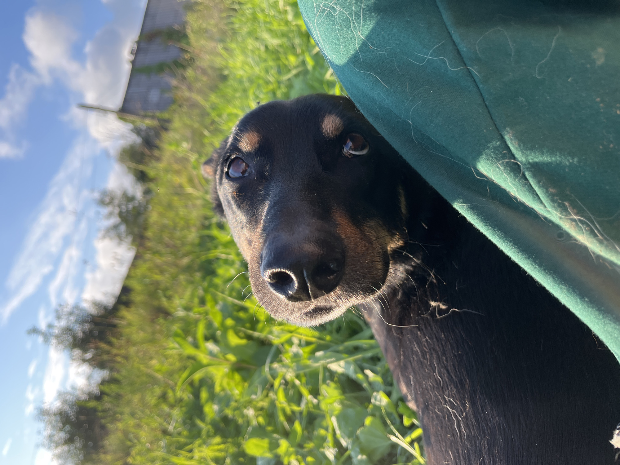 A black dog with brown markings is lying on its back, looking upwards at the camera. The dog's head is tilted, and its eyes are wide open. The dog's nose is wet and black. The dog is lying on a green blanket, which is covered in dog hair. The background is a field of green grass, with some trees and a building in the distance. The sky is blue with white clouds. The scene is set outdoors on a sunny day. There is no visible indication that this scene is in Nizhny Tagil, Russia.