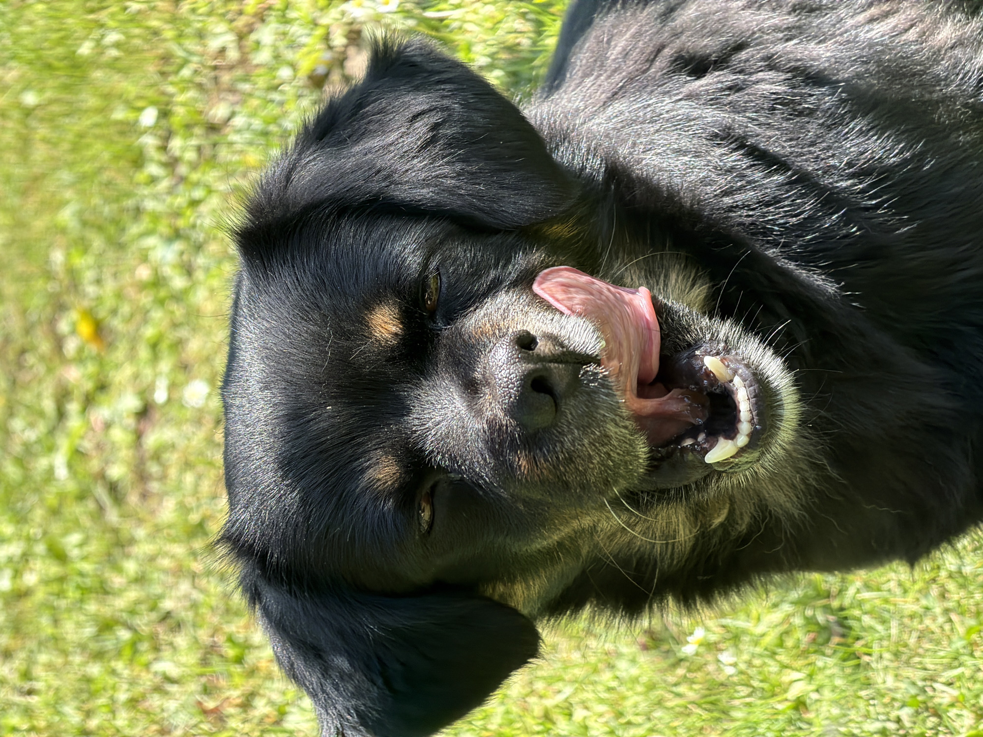 A medium shot captures a black dog in profile against a blurred green grassy background. The dog is looking slightly to its left with its mouth open and tongue extended, licking its nose. Its eyes are partially closed, and sunlight illuminates its face, highlighting its fur. The environment appears to be outdoors in a grassy area, consistent with a park or yard, potentially within the city of Kozova, Ukraine.